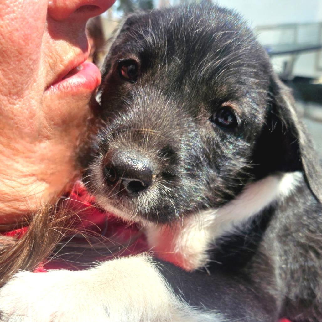 Puppy Palooza Team Girl — thumbnail 3