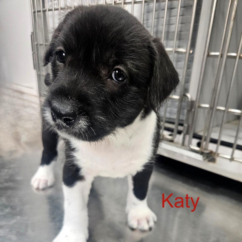 Puppy Palooza Team Girl — thumbnail 4