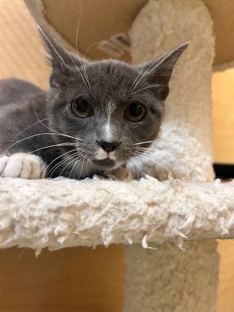 Enlarge French Toast, a Adopted Domestic Short Hair in Rowlett, TX image 1/2