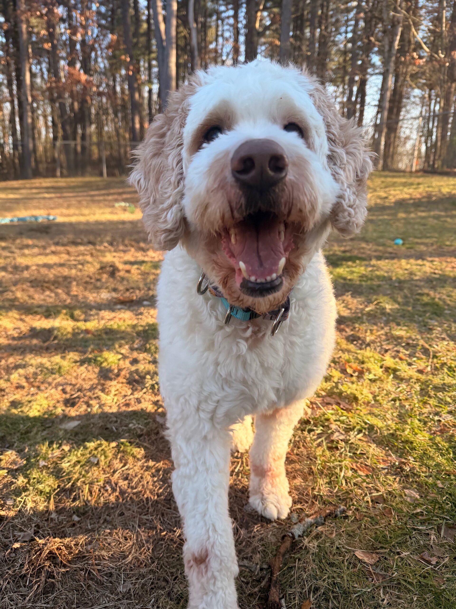 Wrigley, a ADOPTABLE Goldendoodle in Hudson, MA image 1/4