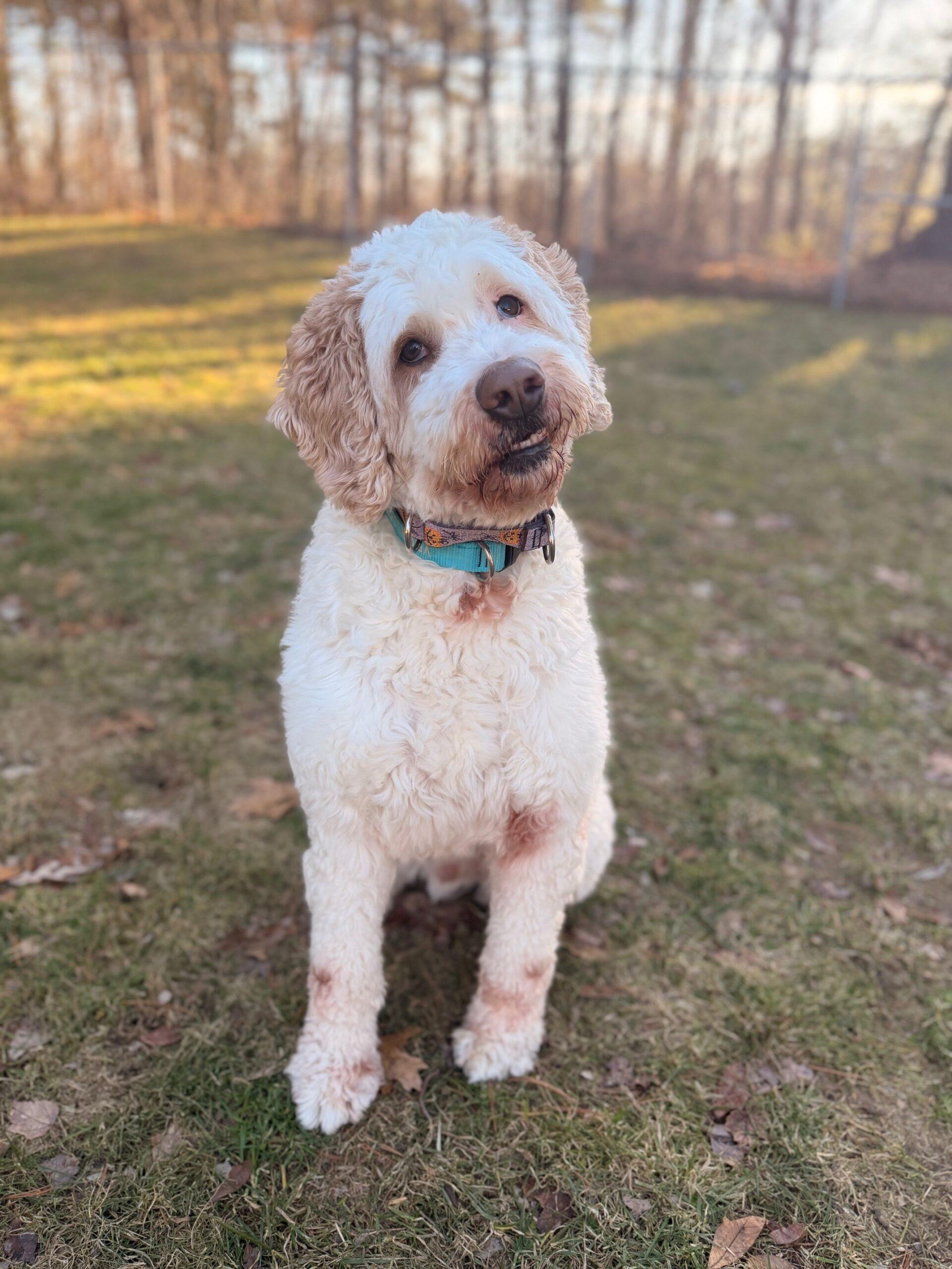 Wrigley, a ADOPTABLE Goldendoodle in Hudson, MA image 3/4