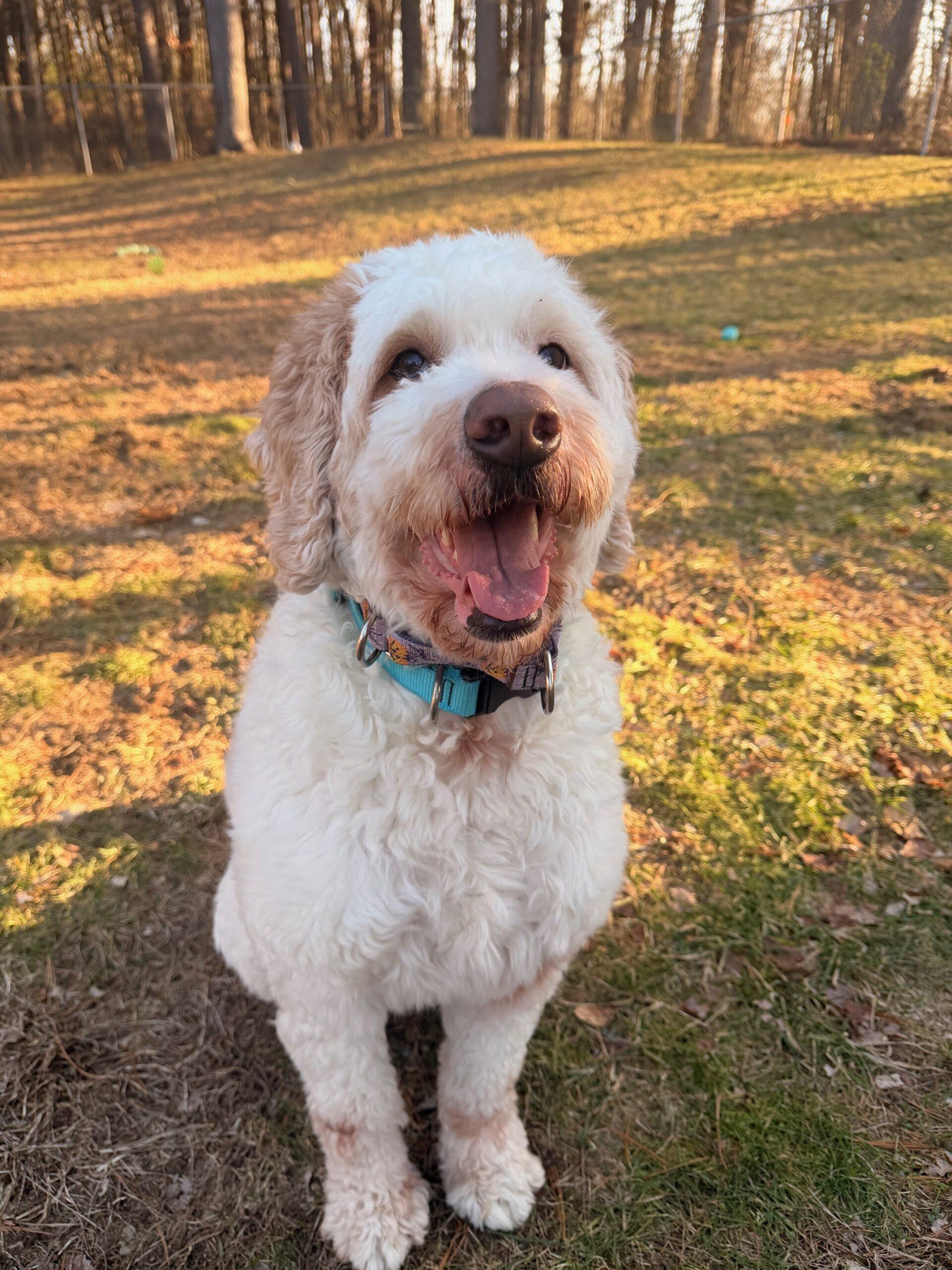 Wrigley, a ADOPTABLE Goldendoodle in Hudson, MA image 4/4