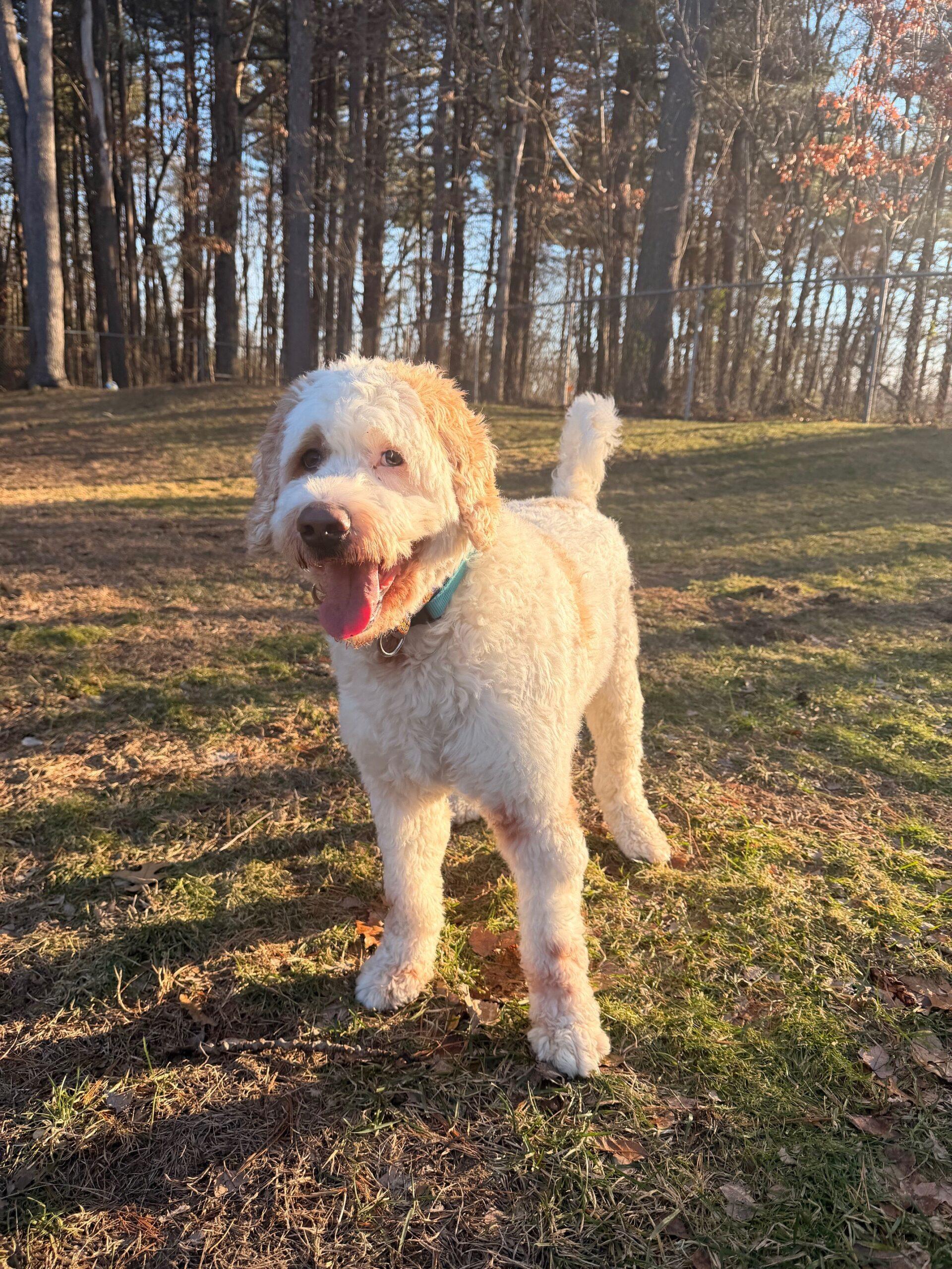 Wrigley, a ADOPTABLE Goldendoodle in Hudson, MA image 2/4