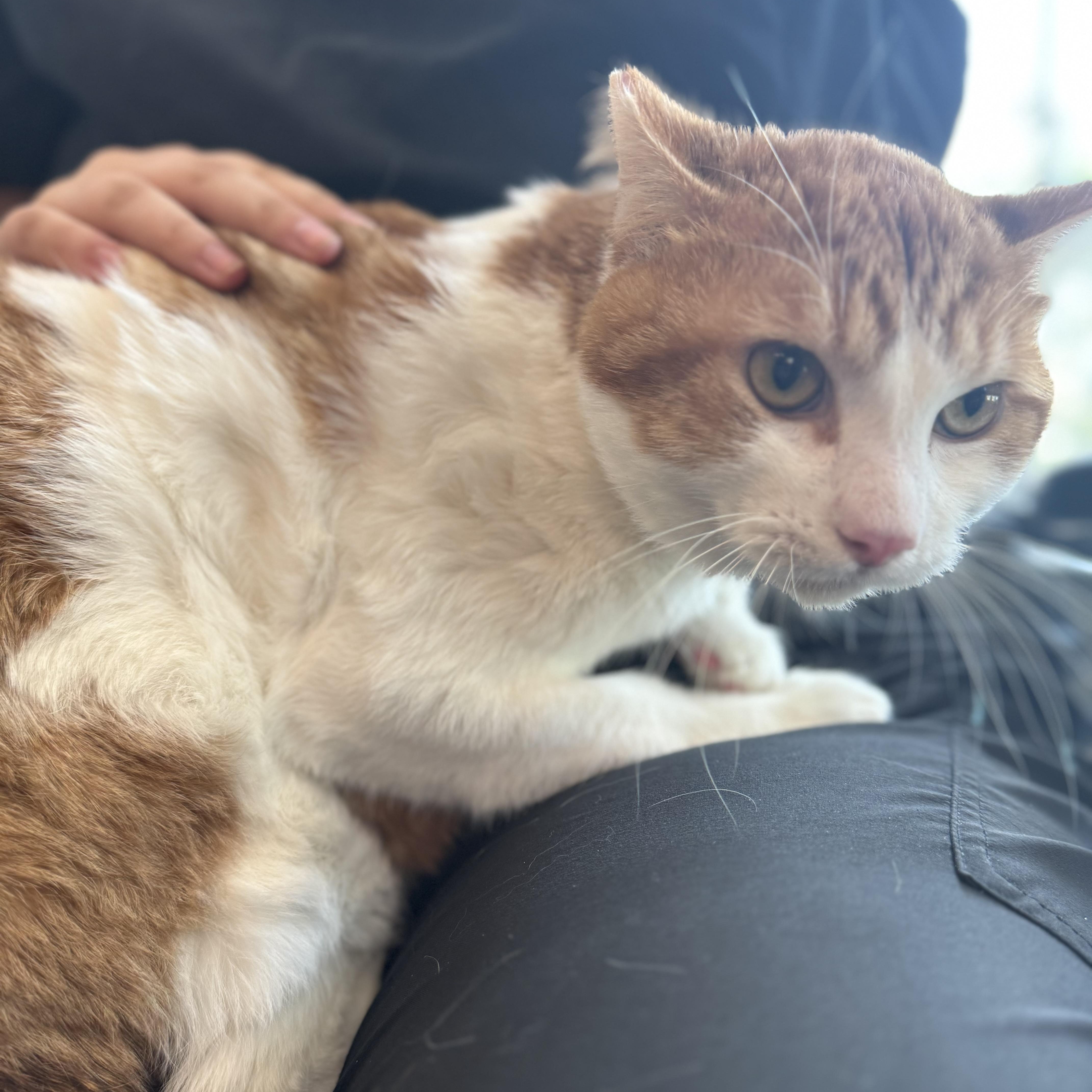 Scrappy, an adoptable Munchkin in Walker, MI, 49501 | Photo Image 2