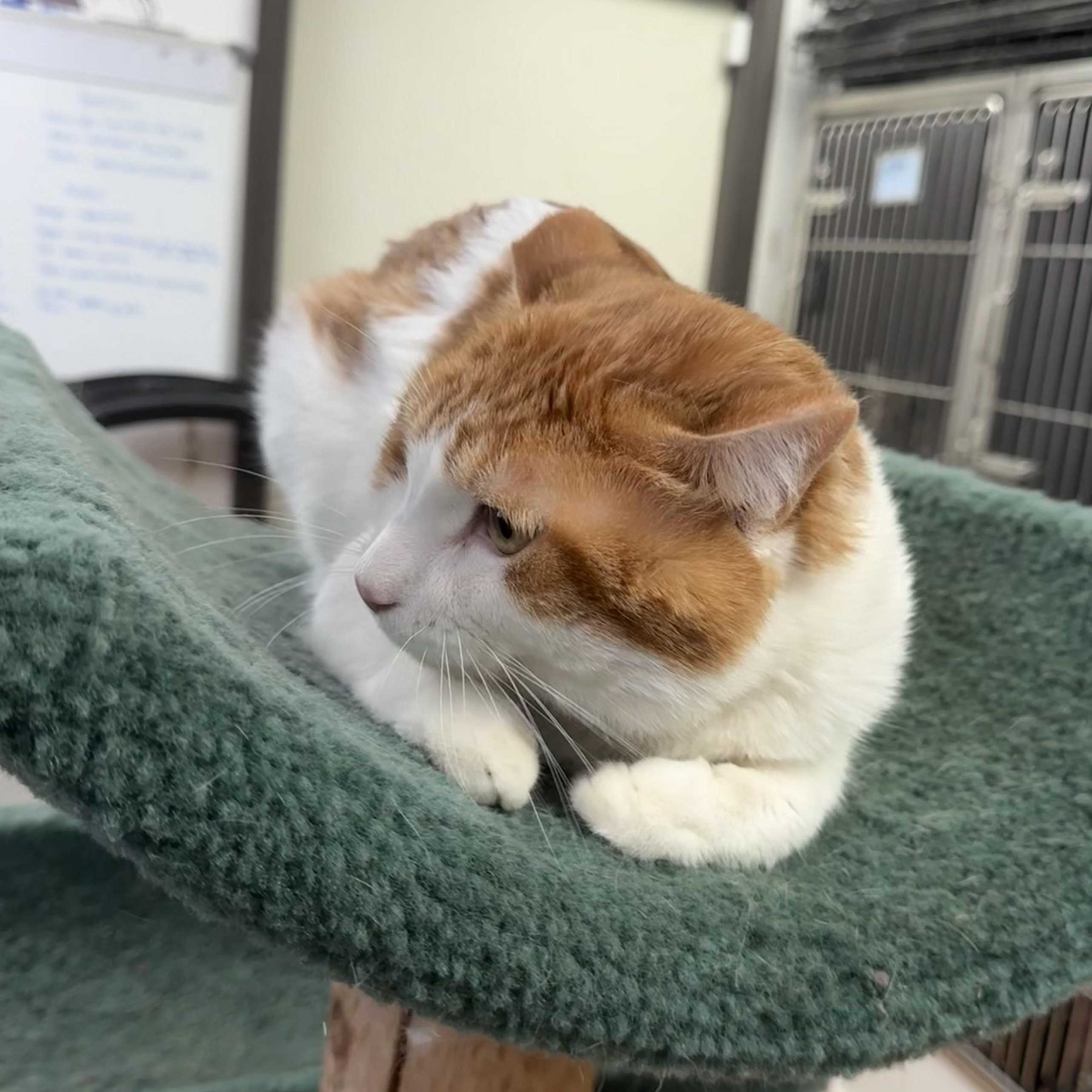 Scrappy, an adoptable Munchkin in Walker, MI, 49501 | Photo Image 3