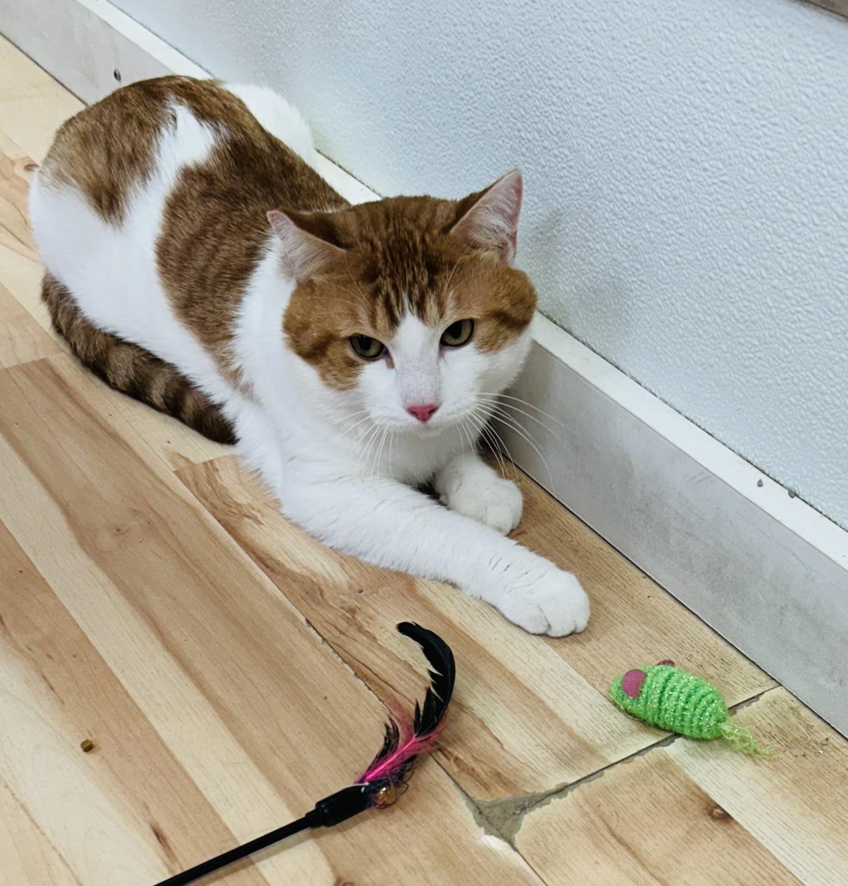 Scrappy, an adoptable Munchkin in Walker, MI, 49501 | Photo Image 1