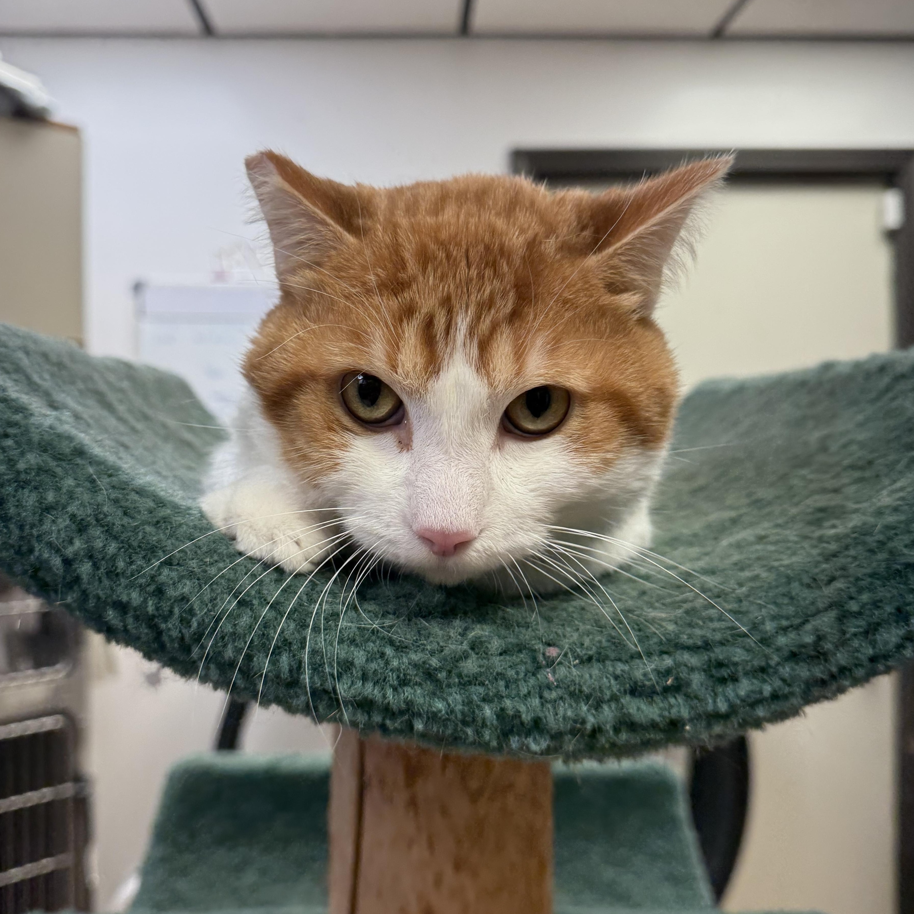Scrappy, an adoptable Munchkin in Walker, MI, 49501 | Photo Image 5