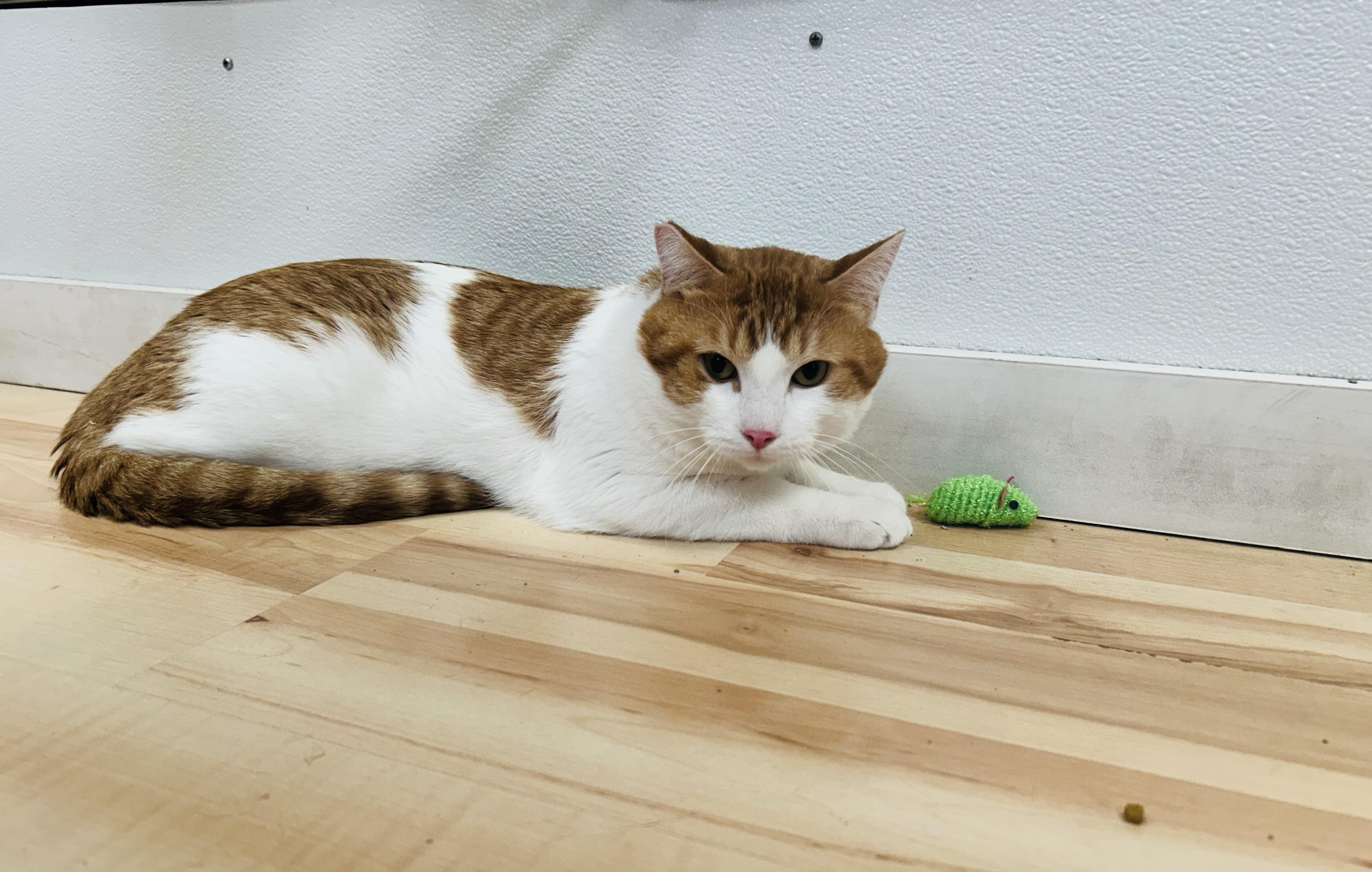 Scrappy, an adoptable Munchkin in Walker, MI, 49501 | Photo Image 4
