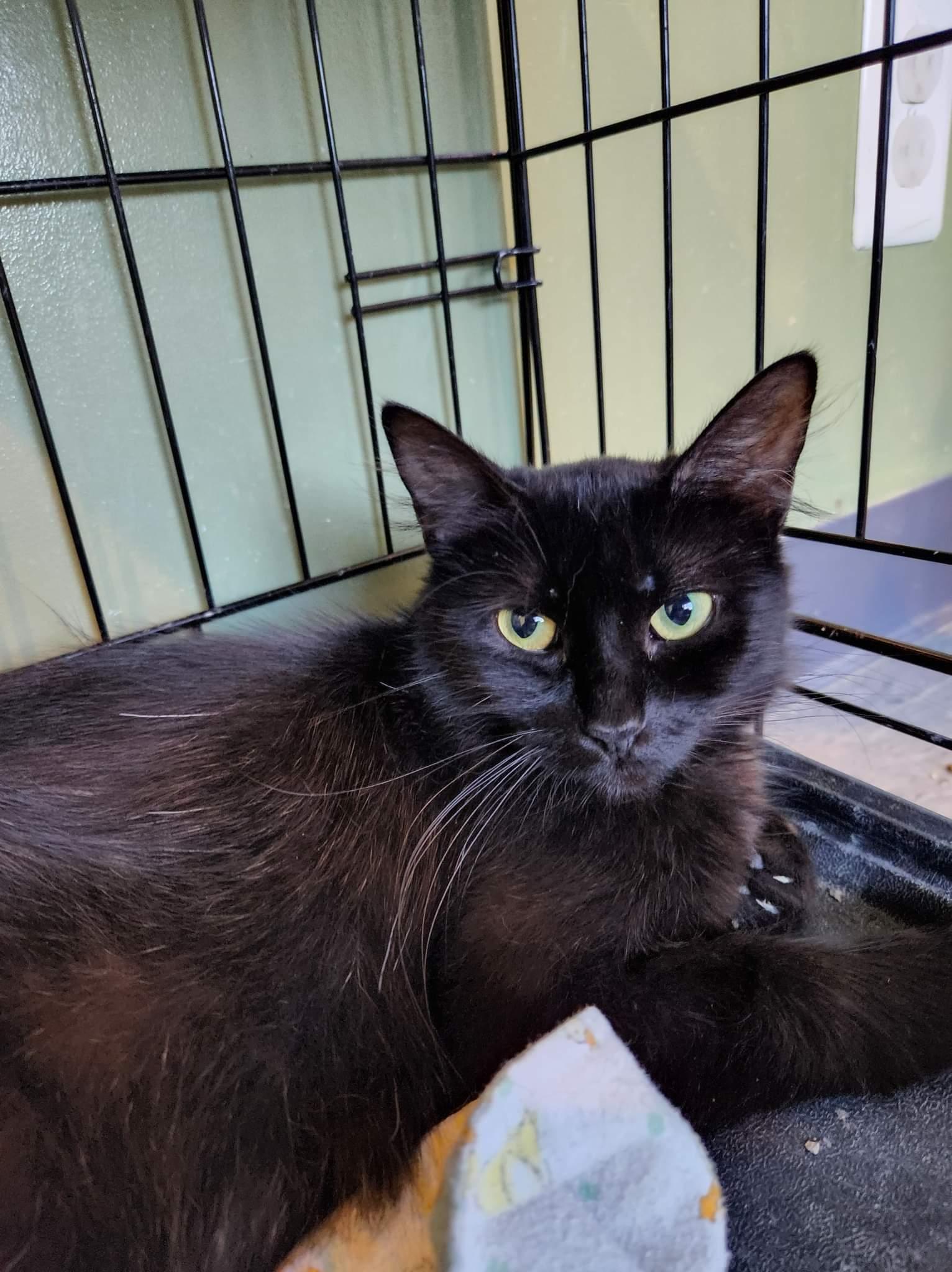 C202 Litter Cocoa, mom, Adoptable, Adult Female Domestic Short Hair.