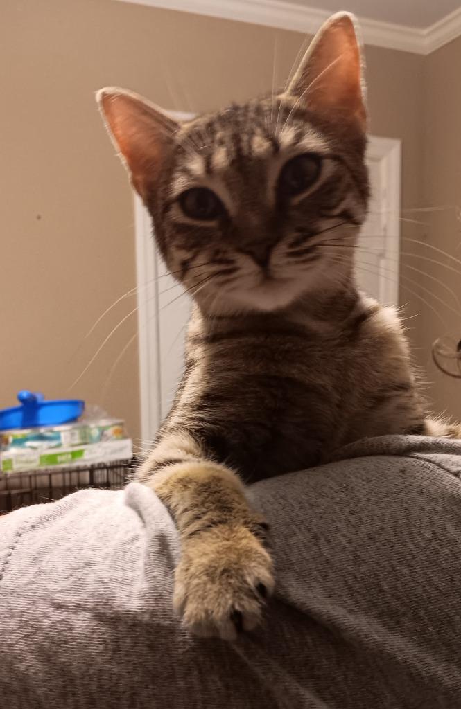 Enlarge Luna-8, a Adoptable mixed breed in Marianna, FL image 1/1