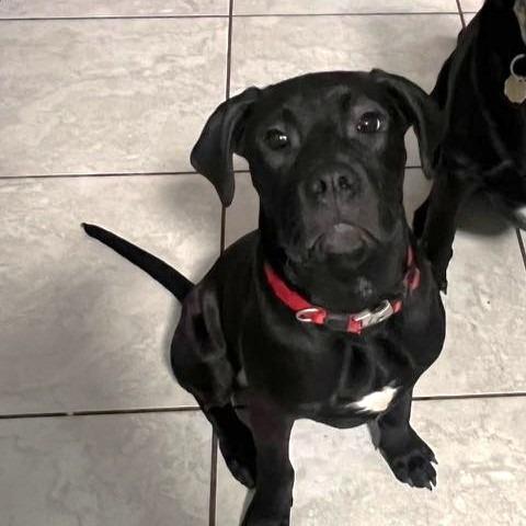 Shadow, Adoptable, Young Male Labrador Retriever & Mixed Breed.