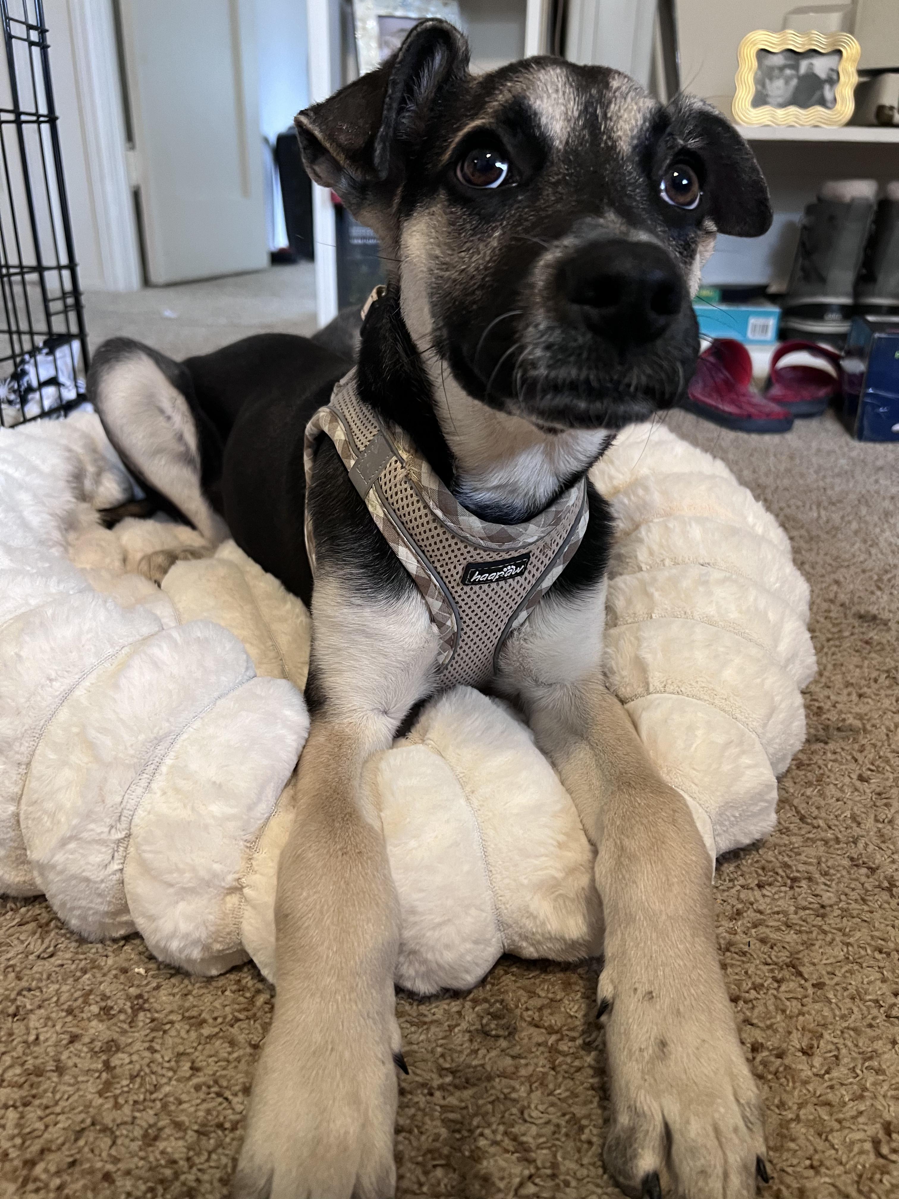 Enlarge Coby, a Adoptable mixed breed in Parker, CO image 2/4
