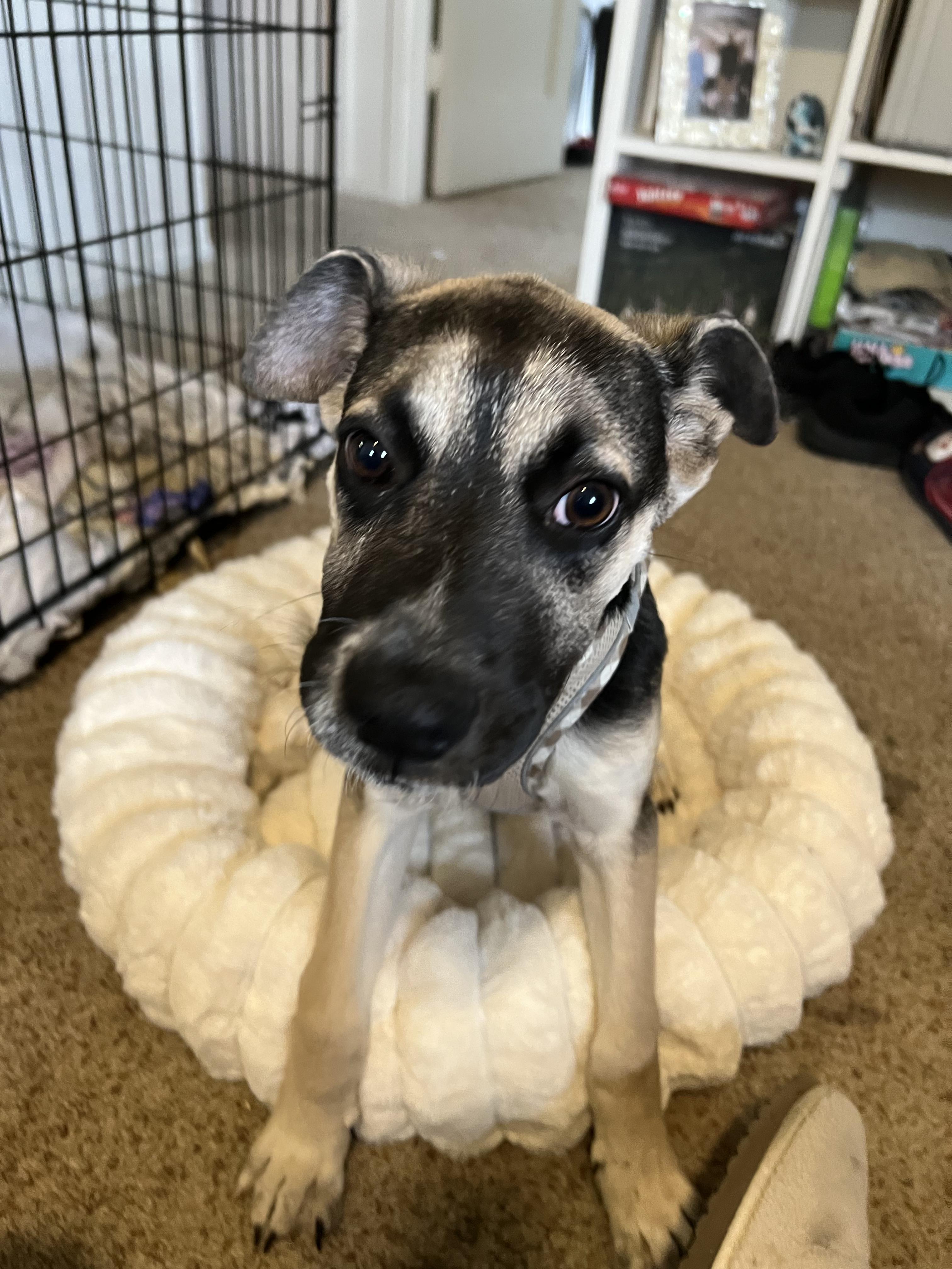 Enlarge Coby, a Adoptable mixed breed in Parker, CO image 4/4