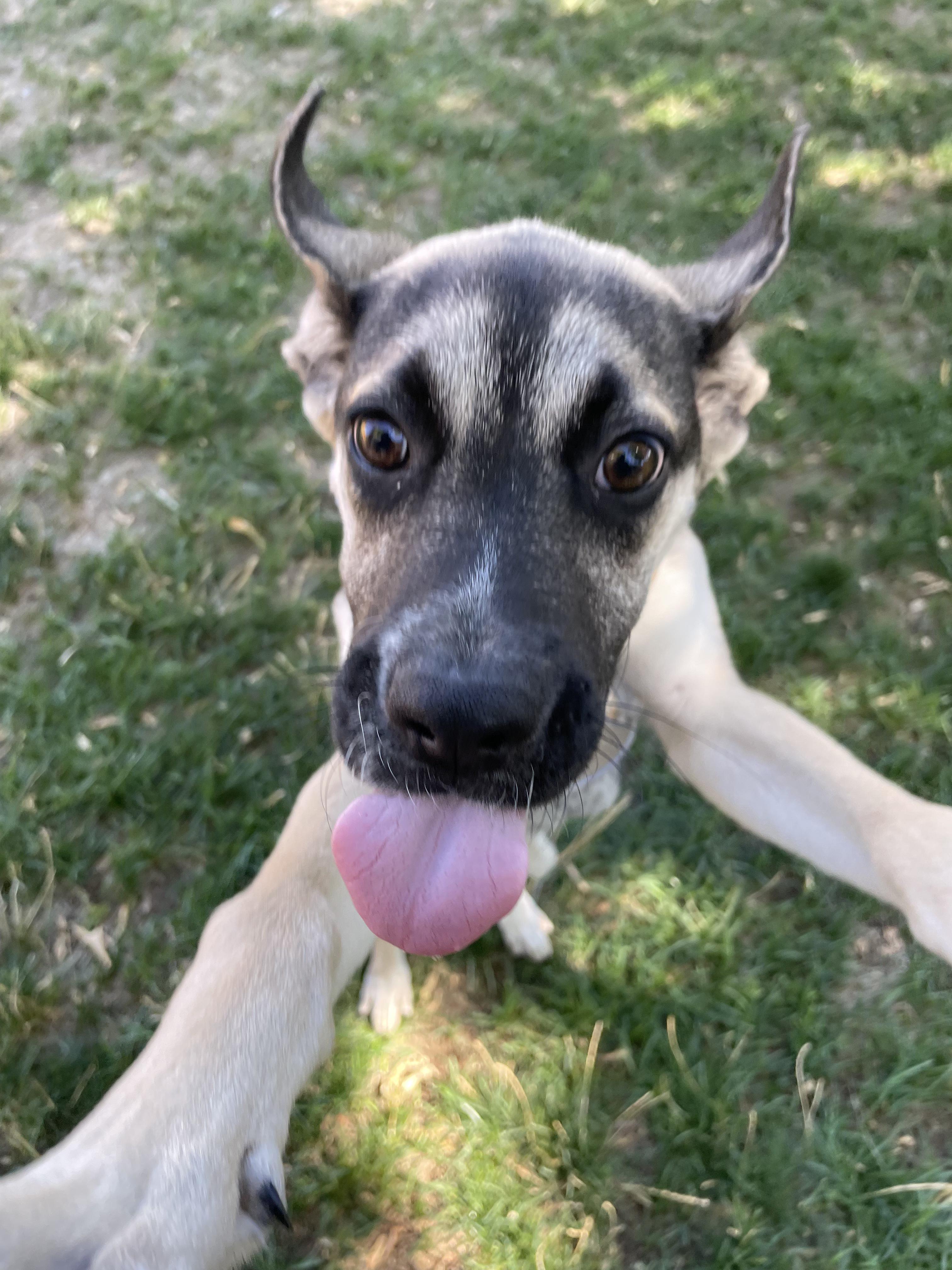 Enlarge Coby, a Adoptable mixed breed in Parker, CO image 3/4