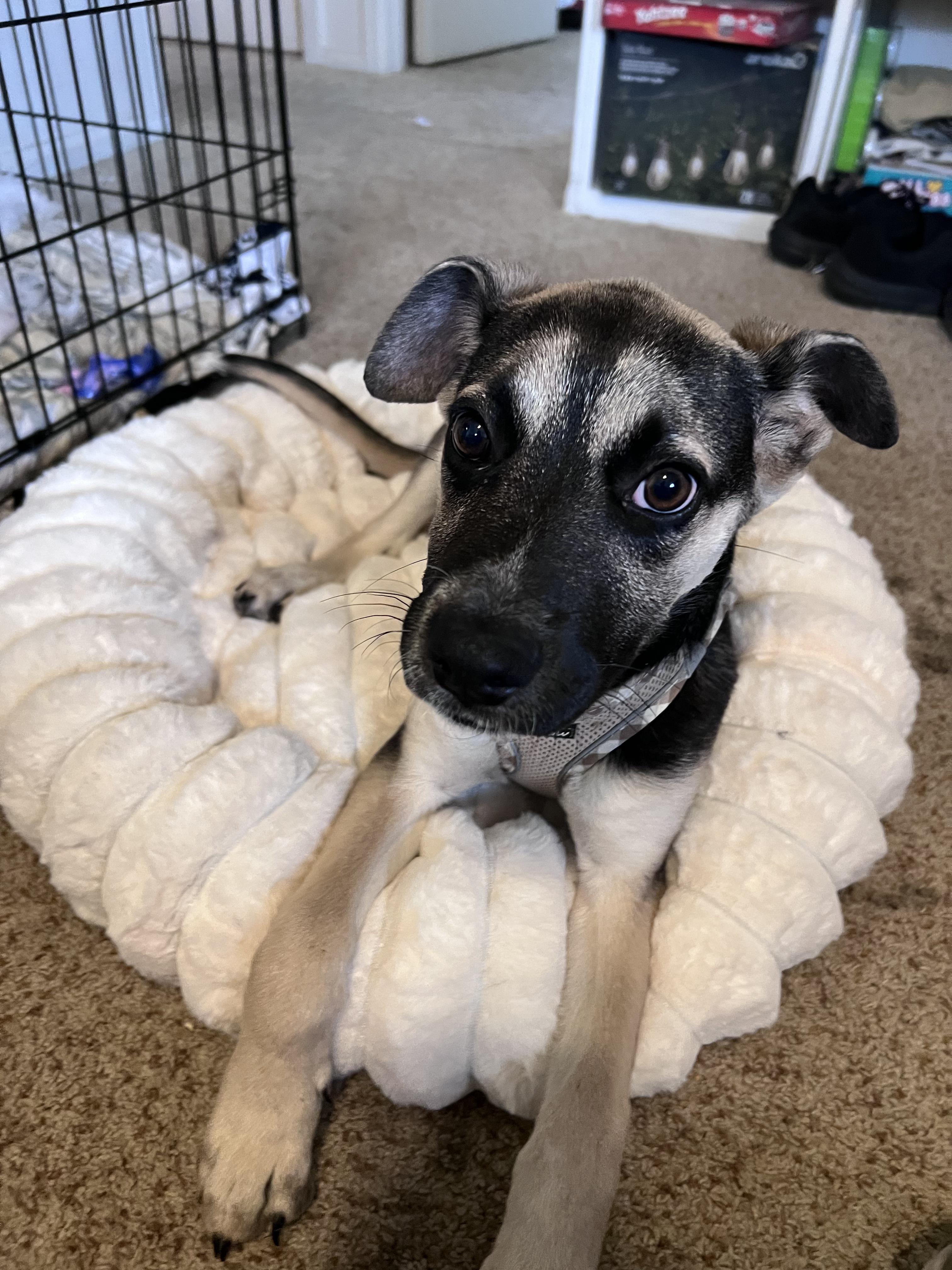 Coby, Adoptable, Puppy Male German Shepherd Dog & American Staffordshire Terrier.