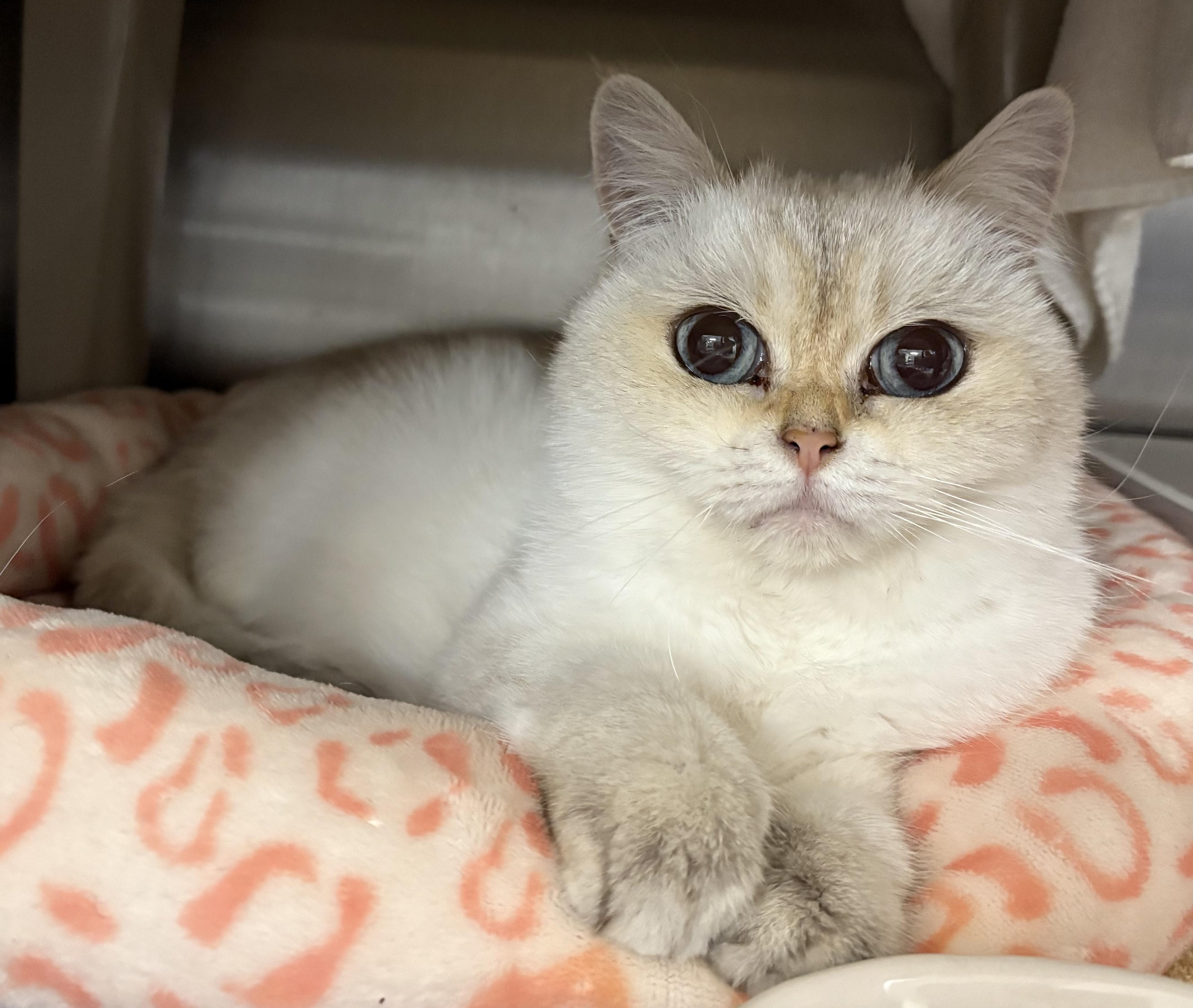 Meredith