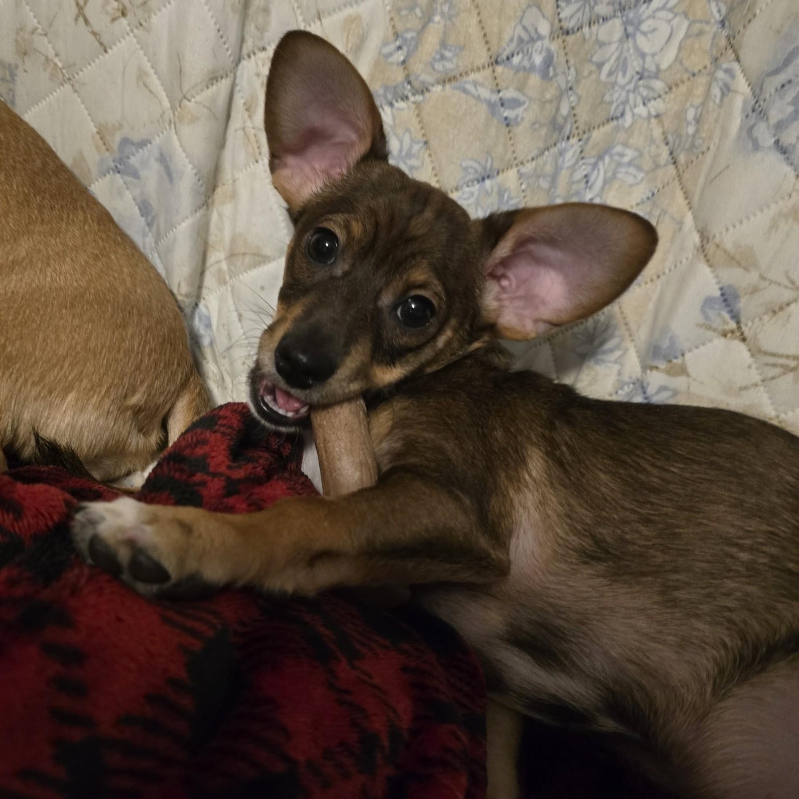 Enlarge Tater, a ADOPTABLE mixed breed in Portland, OR image 3/6