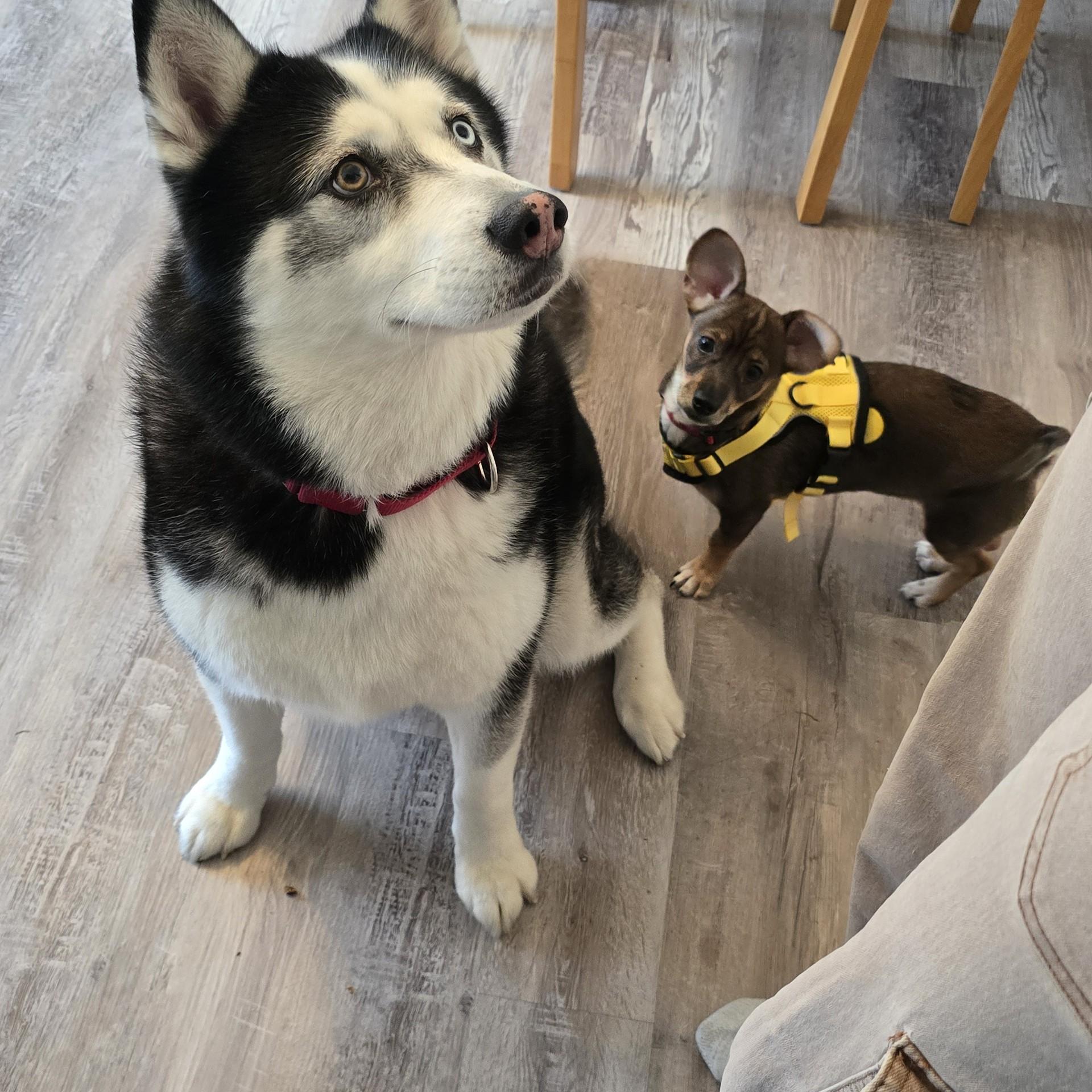 Enlarge Tater, a ADOPTABLE mixed breed in Portland, OR image 6/6