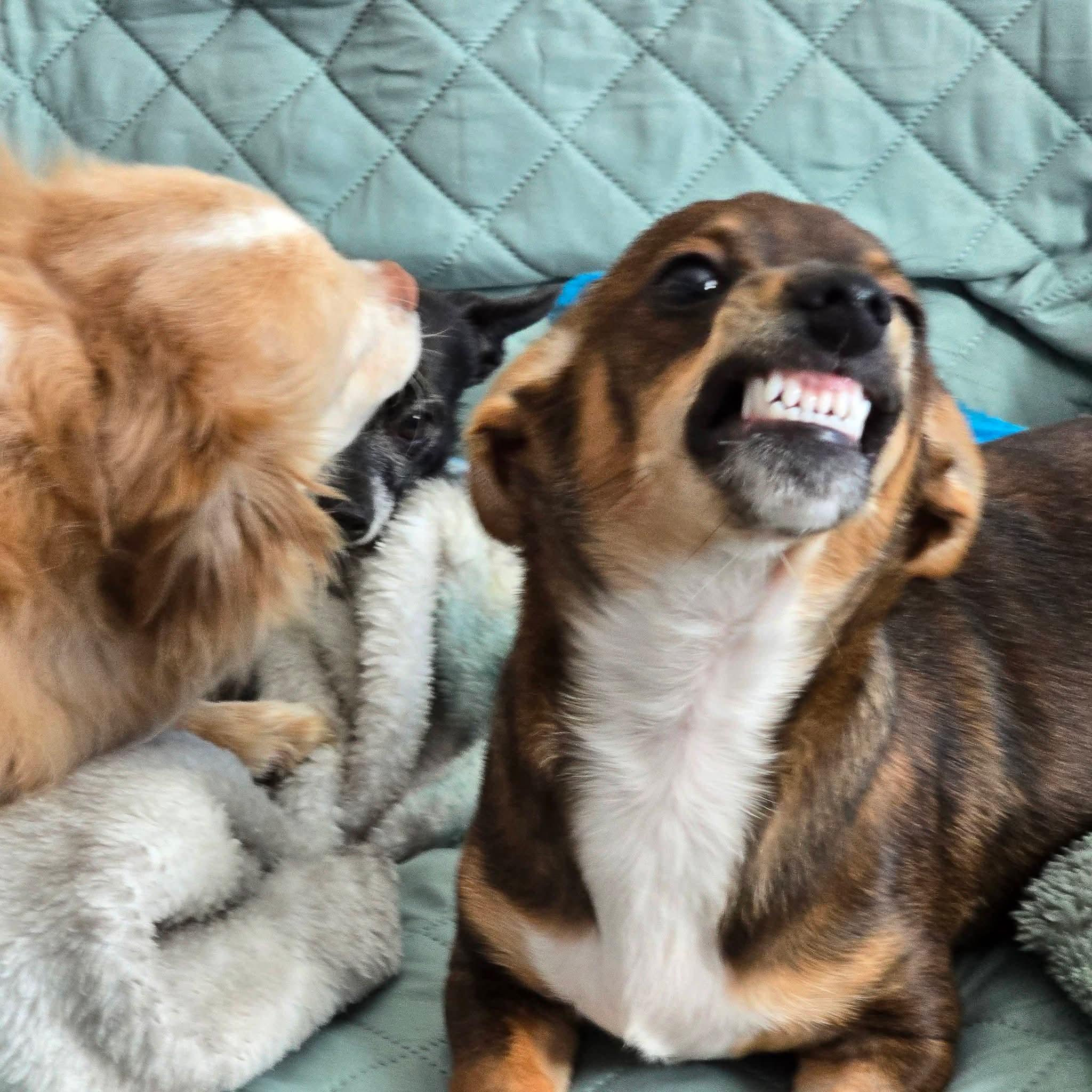 Enlarge Tater, a ADOPTABLE mixed breed in Portland, OR image 2/6