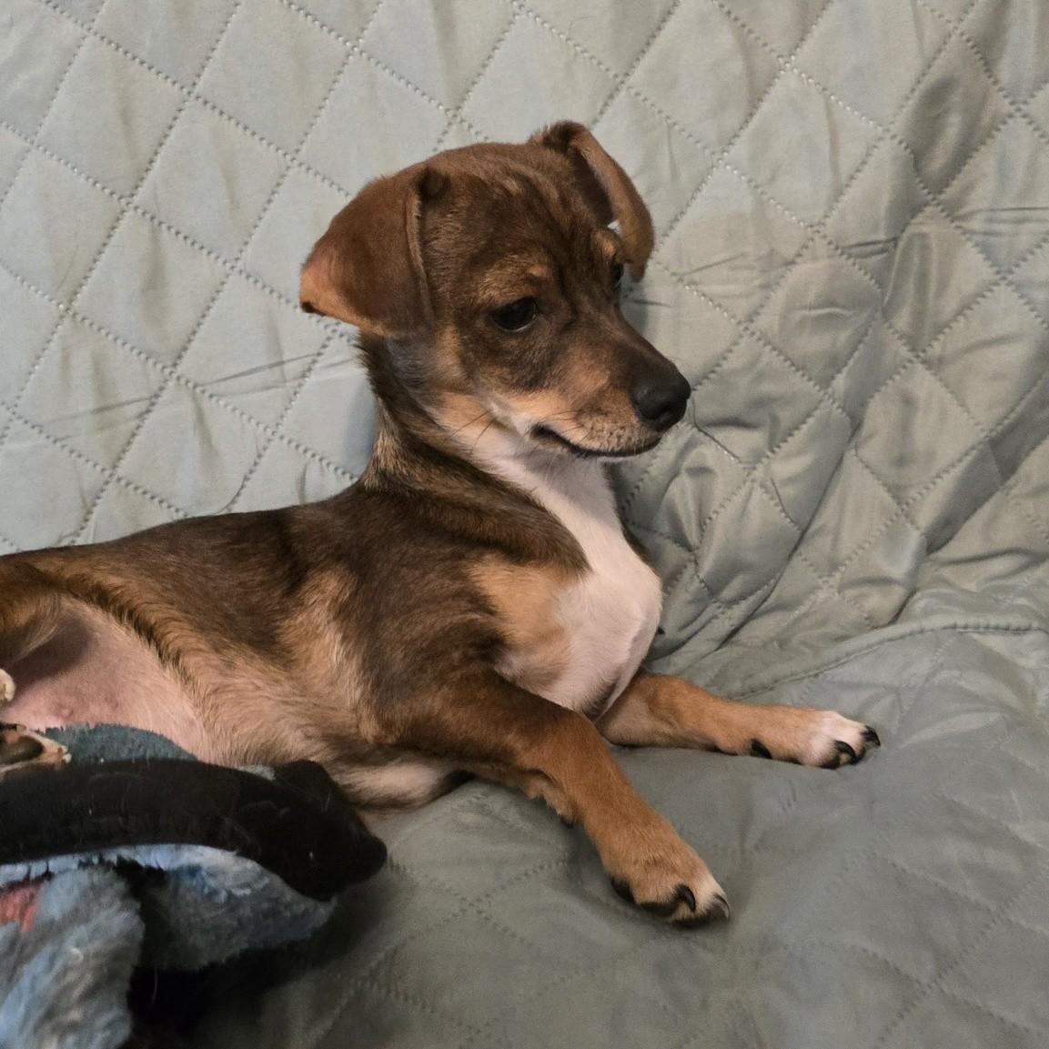 Enlarge Tater, a ADOPTABLE mixed breed in Portland, OR image 4/6