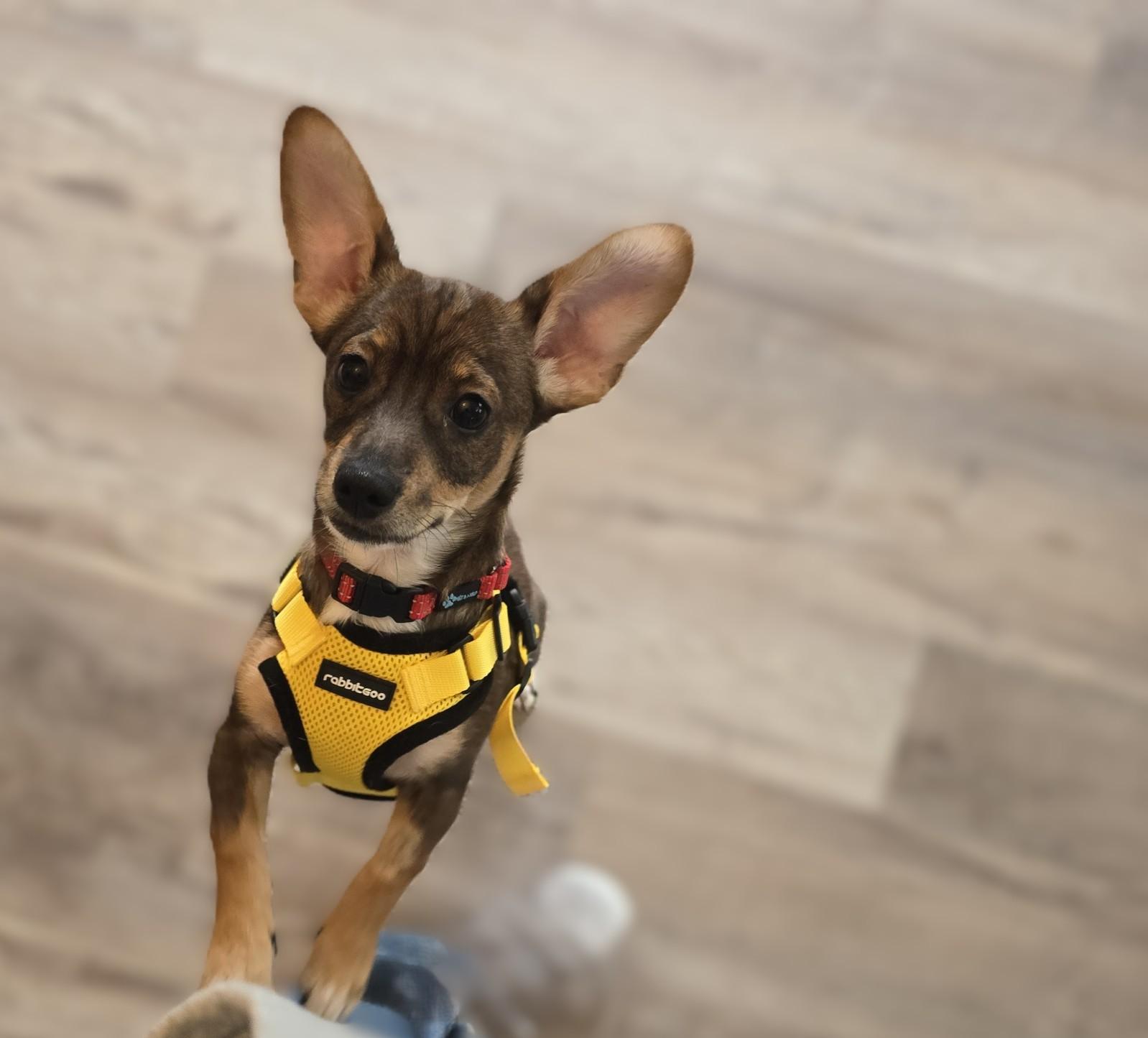 Tater, ADOPTABLE, Puppy Male Chihuahua & Dachshund.
