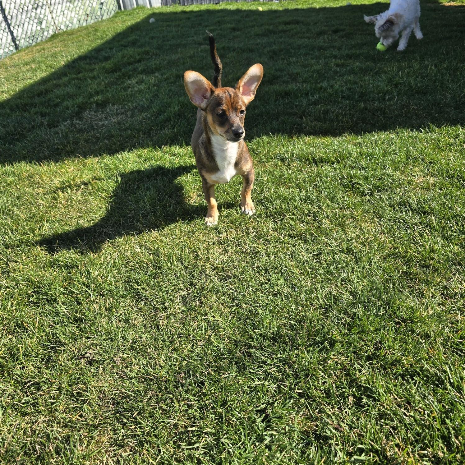 Enlarge Tater, a ADOPTABLE mixed breed in Portland, OR image 5/6