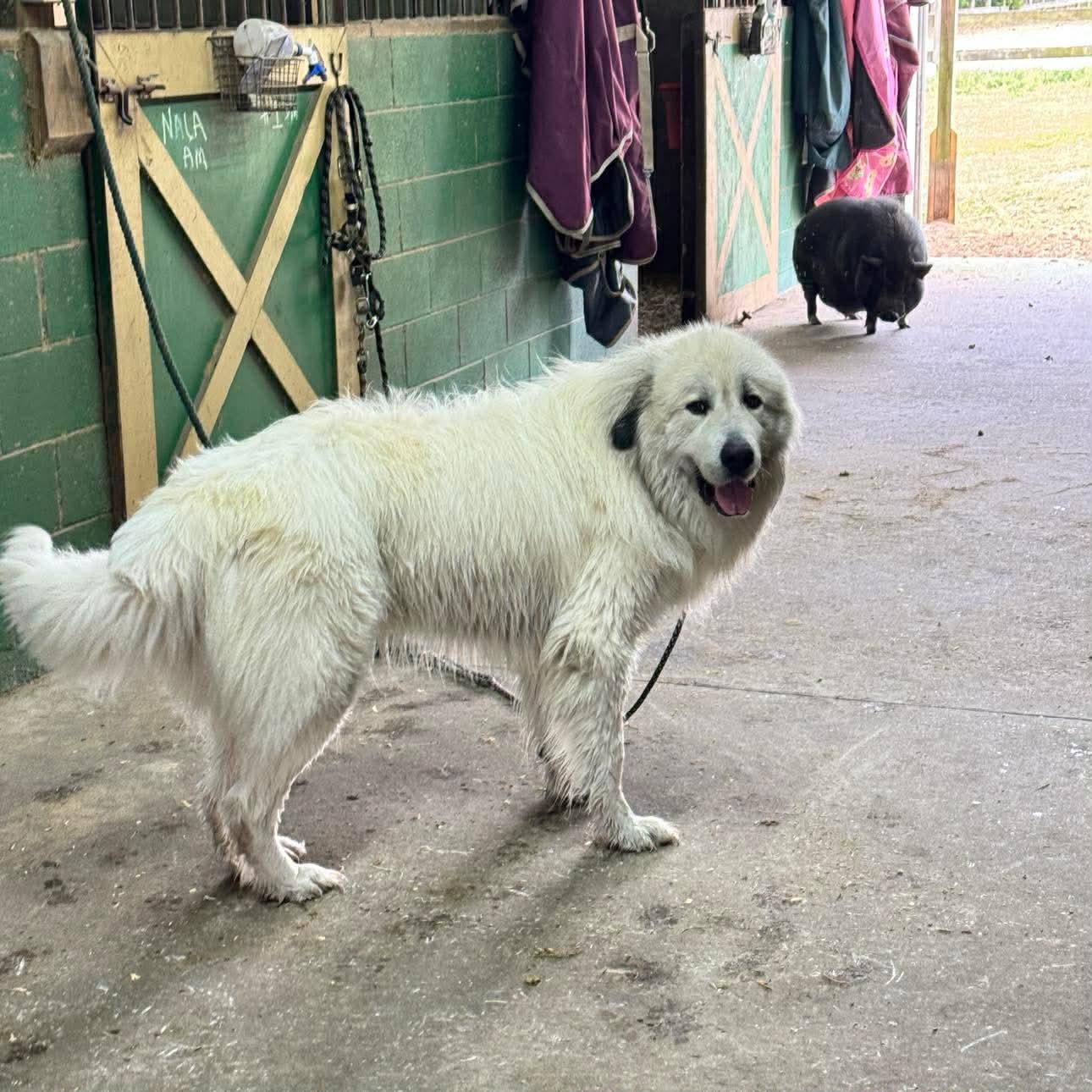 Kratos, ADOPTABLE, Adult Male Great Pyrenees.