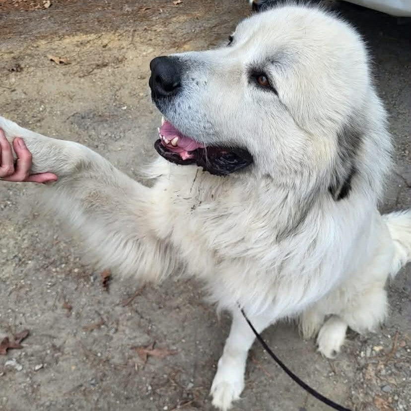 Kratos, ADOPTABLE, Adult Male Great Pyrenees.