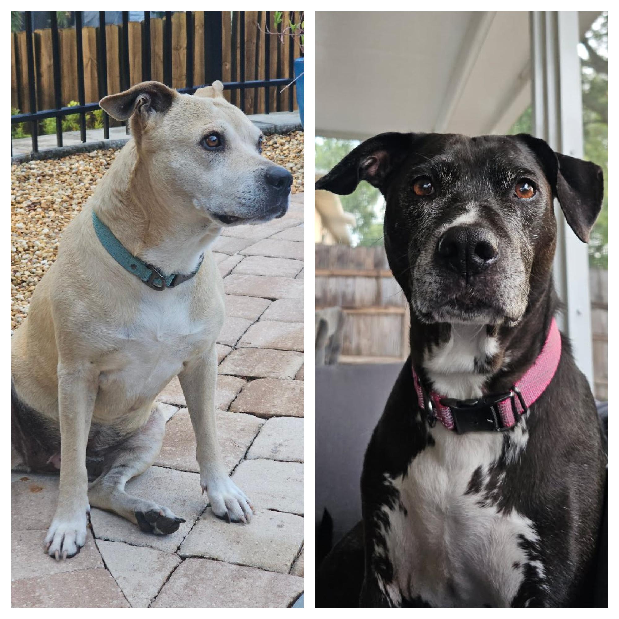 Sadie & Coco, Adult Female unknown