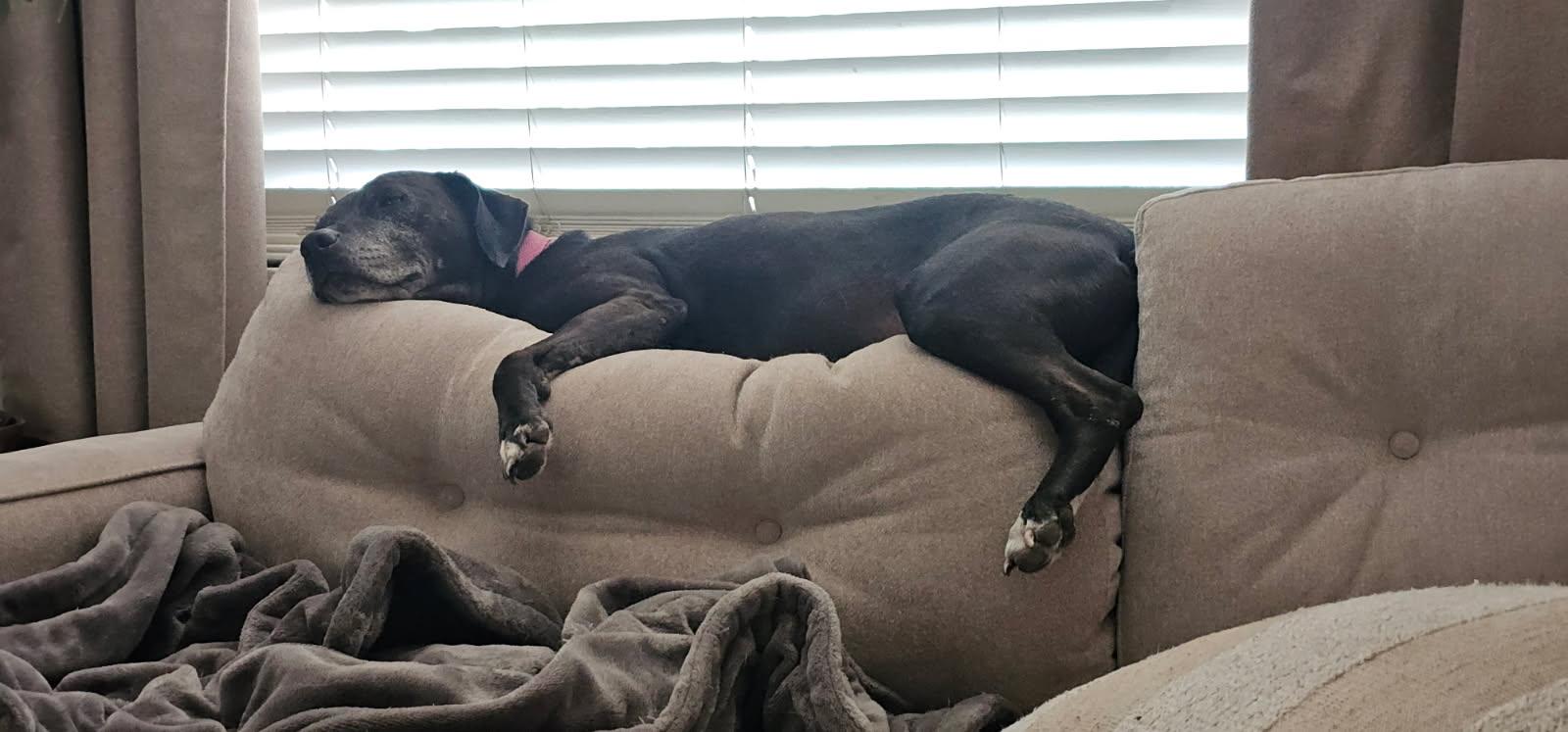 Sadie & Coco photo 2