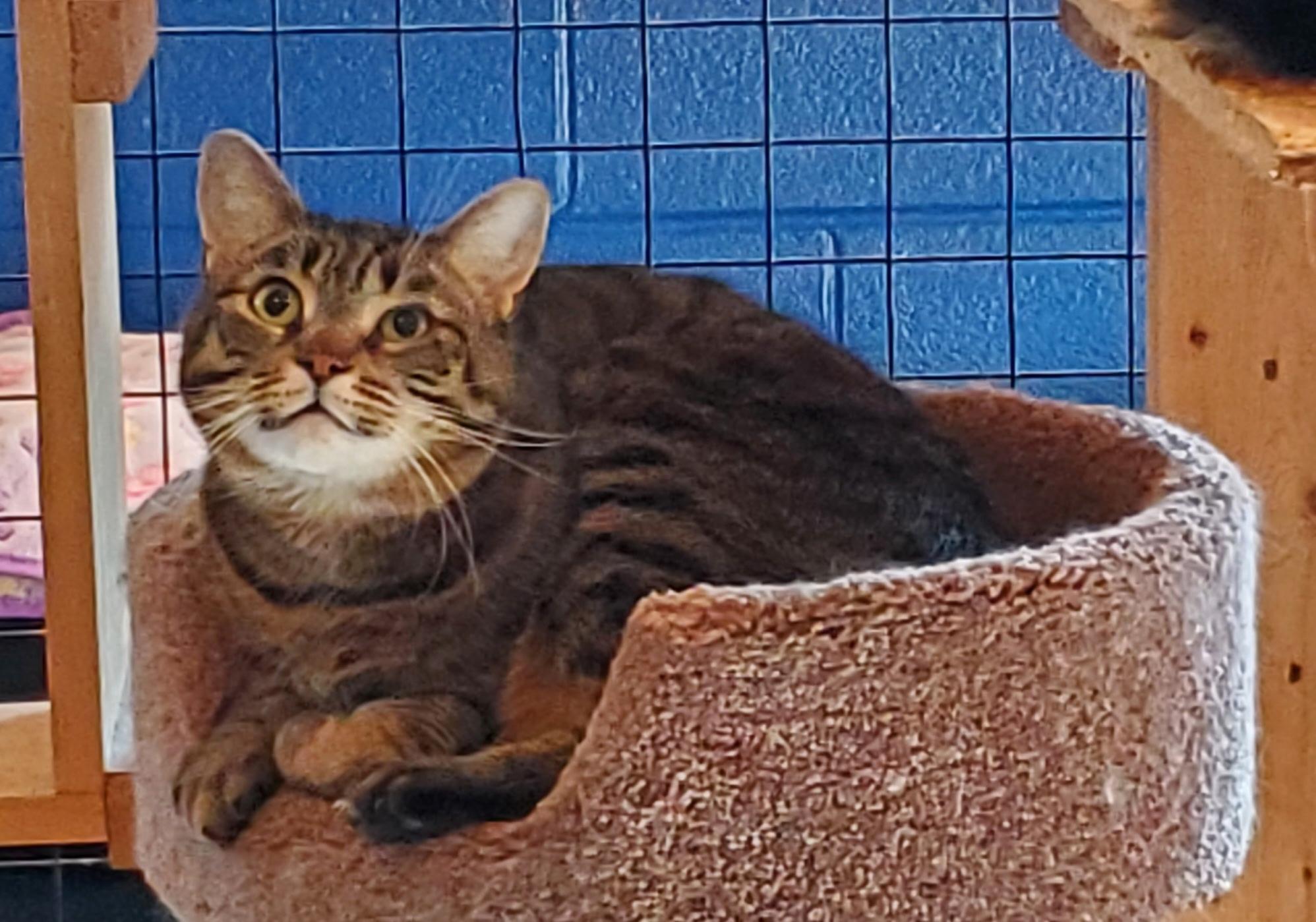 Kit Kat, Adult Female unknown