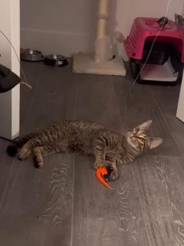 Jetty, a ADOPTABLE American Shorthair in Brooklyn, NY image 5/6