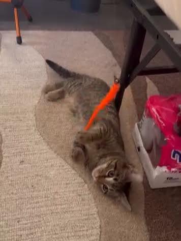 Jetty, a ADOPTABLE American Shorthair in Brooklyn, NY image 4/6