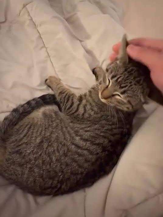 Jetty, a ADOPTABLE American Shorthair in Brooklyn, NY image 3/6