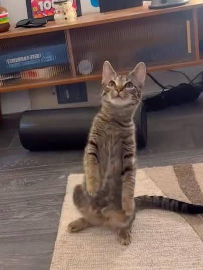 Jetty, a ADOPTABLE American Shorthair in Brooklyn, NY image 2/6