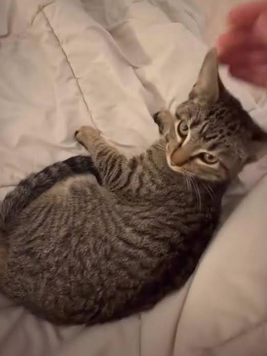 Jetty, a ADOPTABLE American Shorthair in Brooklyn, NY image 1/6