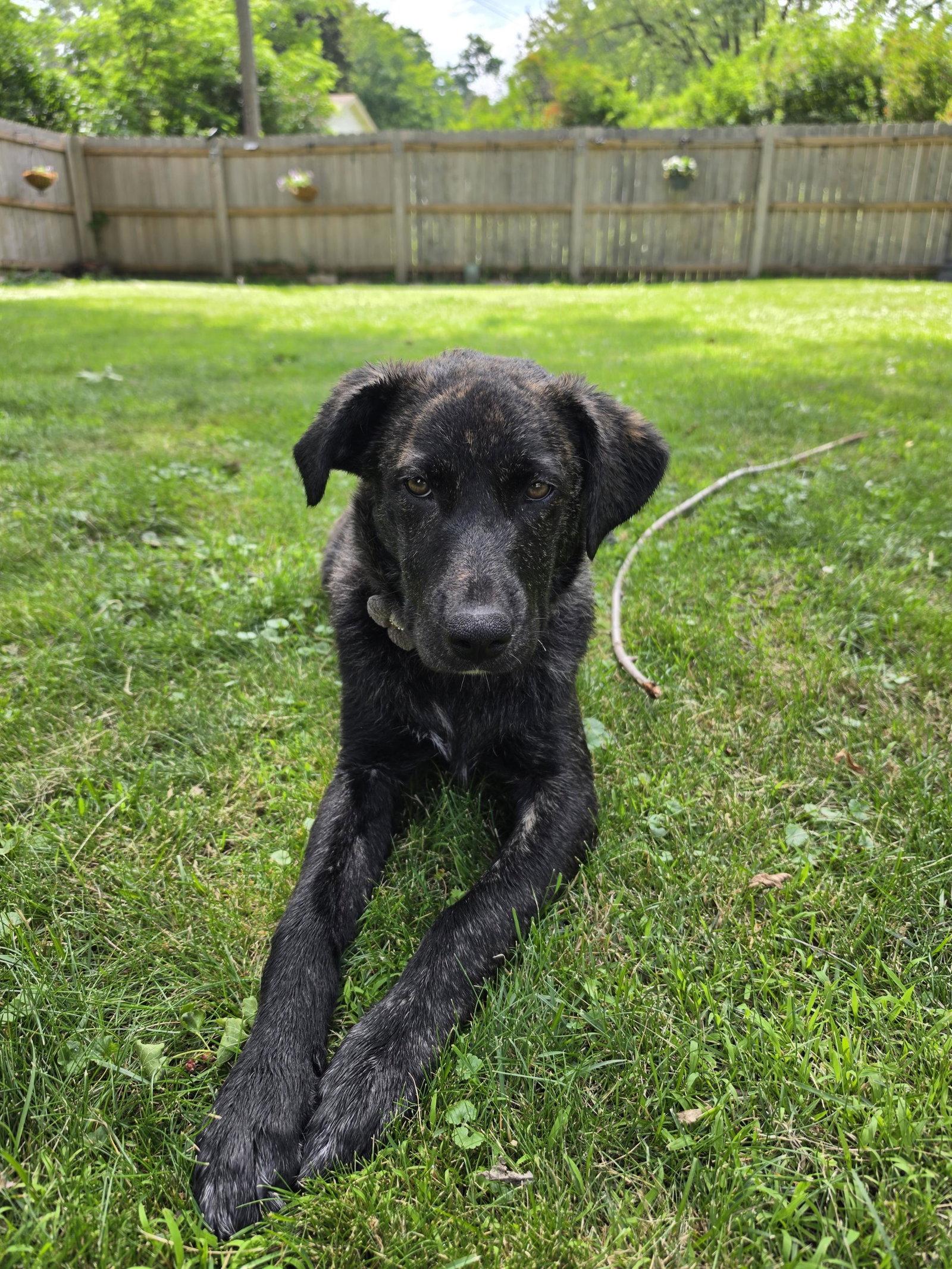Sarah, Adoptable, Puppy Female Great Pyrenees.