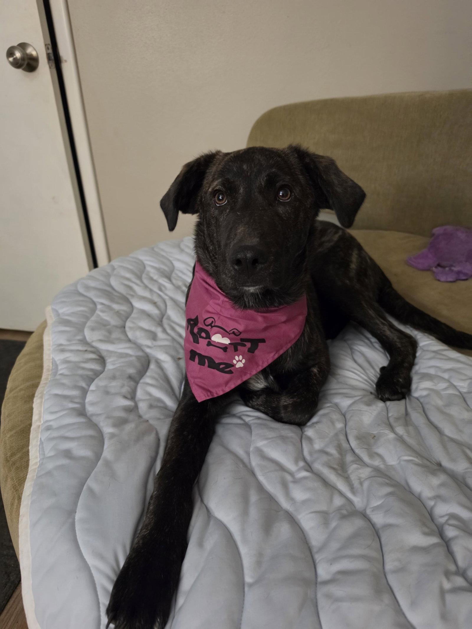 Sarah, a Adoptable Great Pyrenees in Brooklyn Center, MN image 3/3