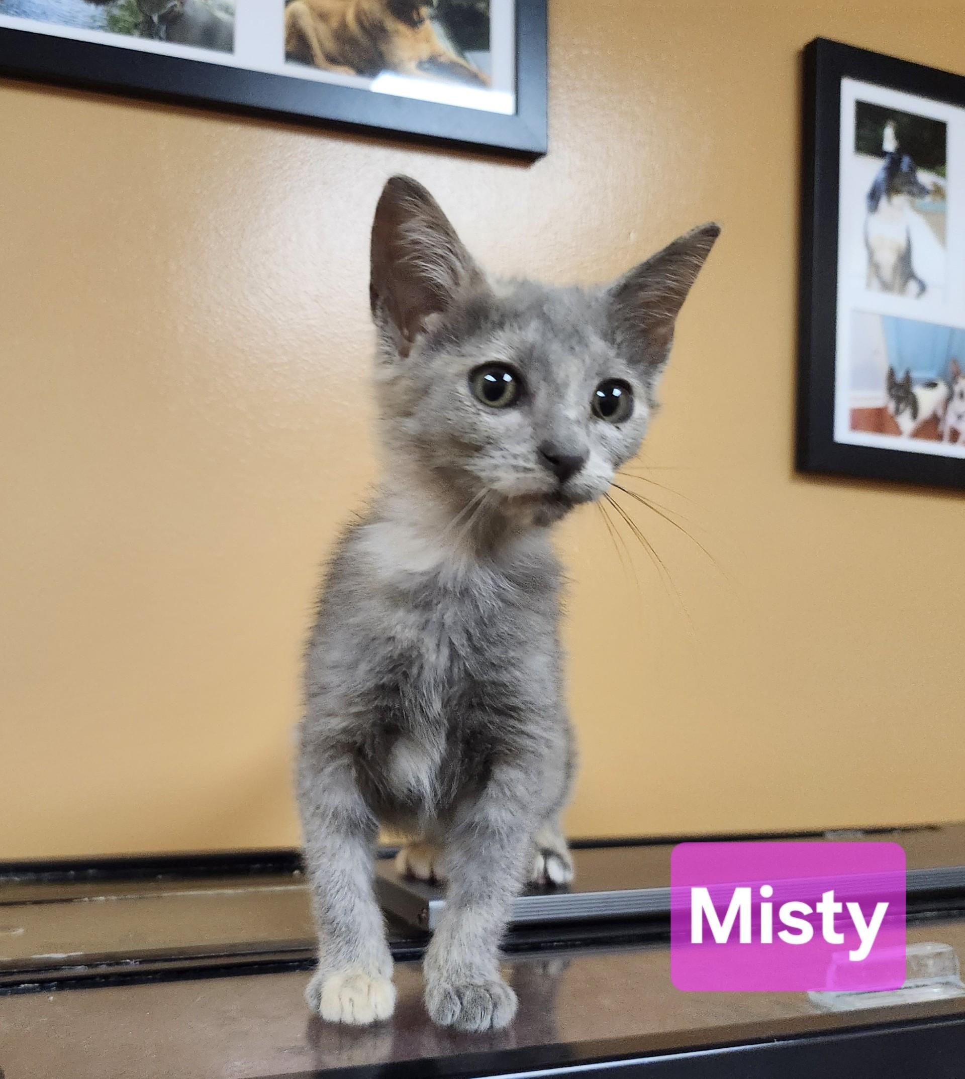 Misty, a ADOPTABLE Domestic Short Hair in Knoxville, TN image 3/4