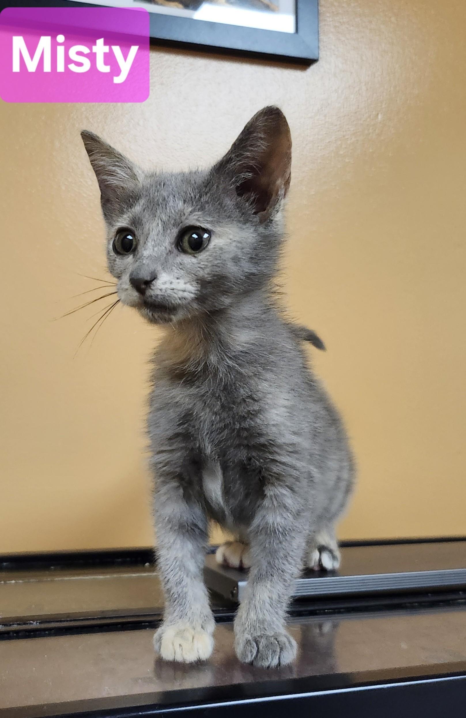 Misty, a ADOPTABLE Domestic Short Hair in Knoxville, TN image 2/4