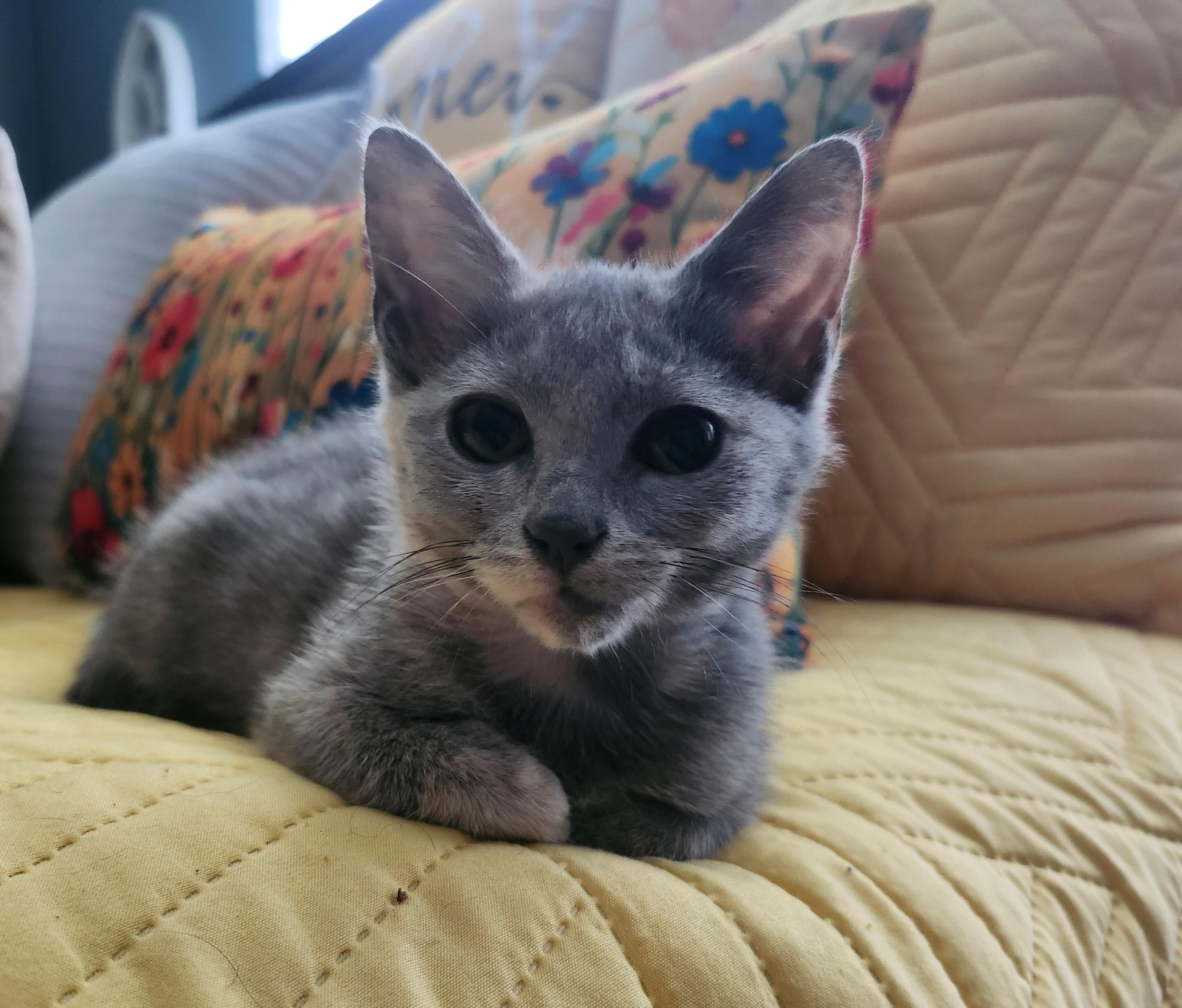 Misty, a ADOPTABLE Domestic Short Hair in Knoxville, TN image 4/4