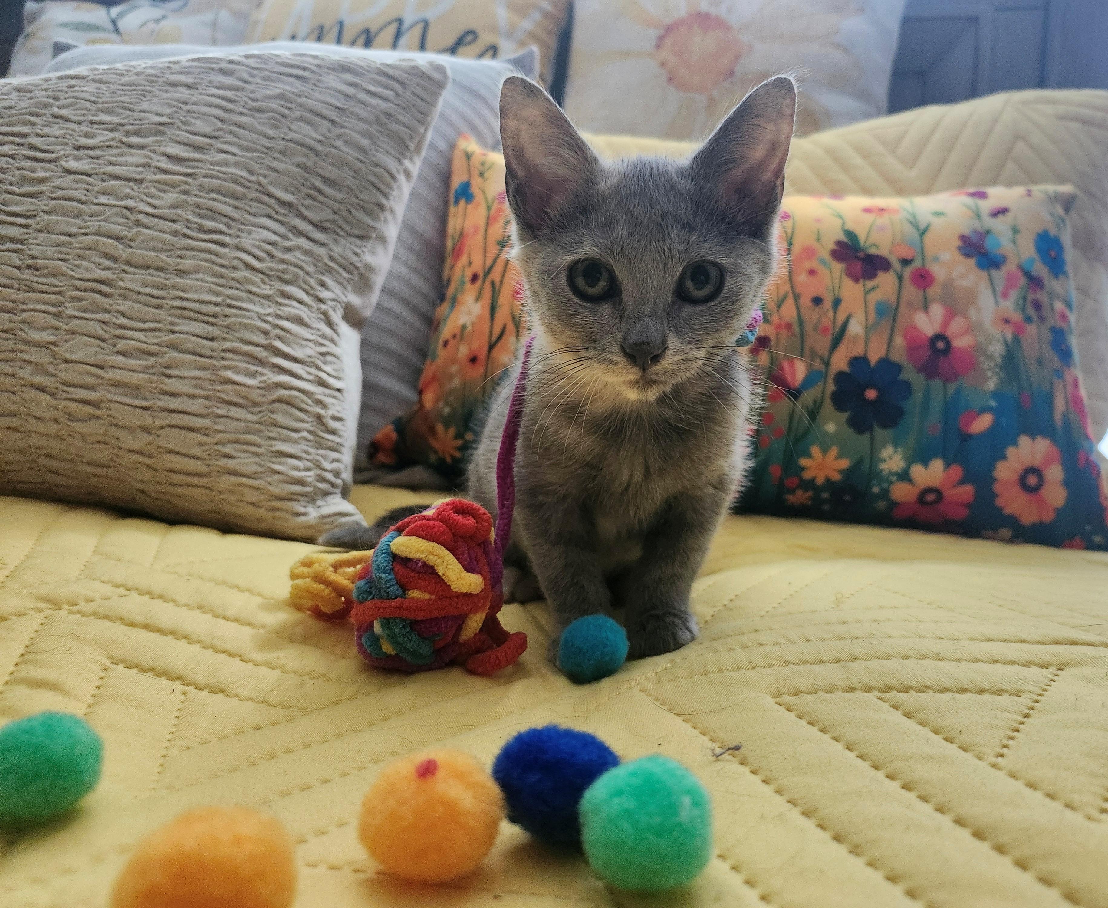 Misty, ADOPTABLE, Kitten Female Domestic Short Hair.