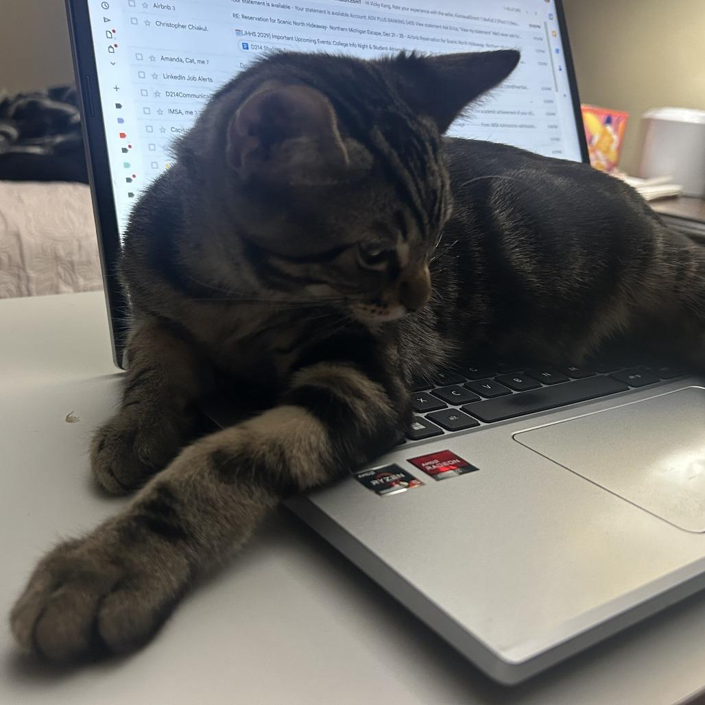 Enlarge Leon, a Adoptable Domestic Short Hair in Wheeling, IL image 1/6