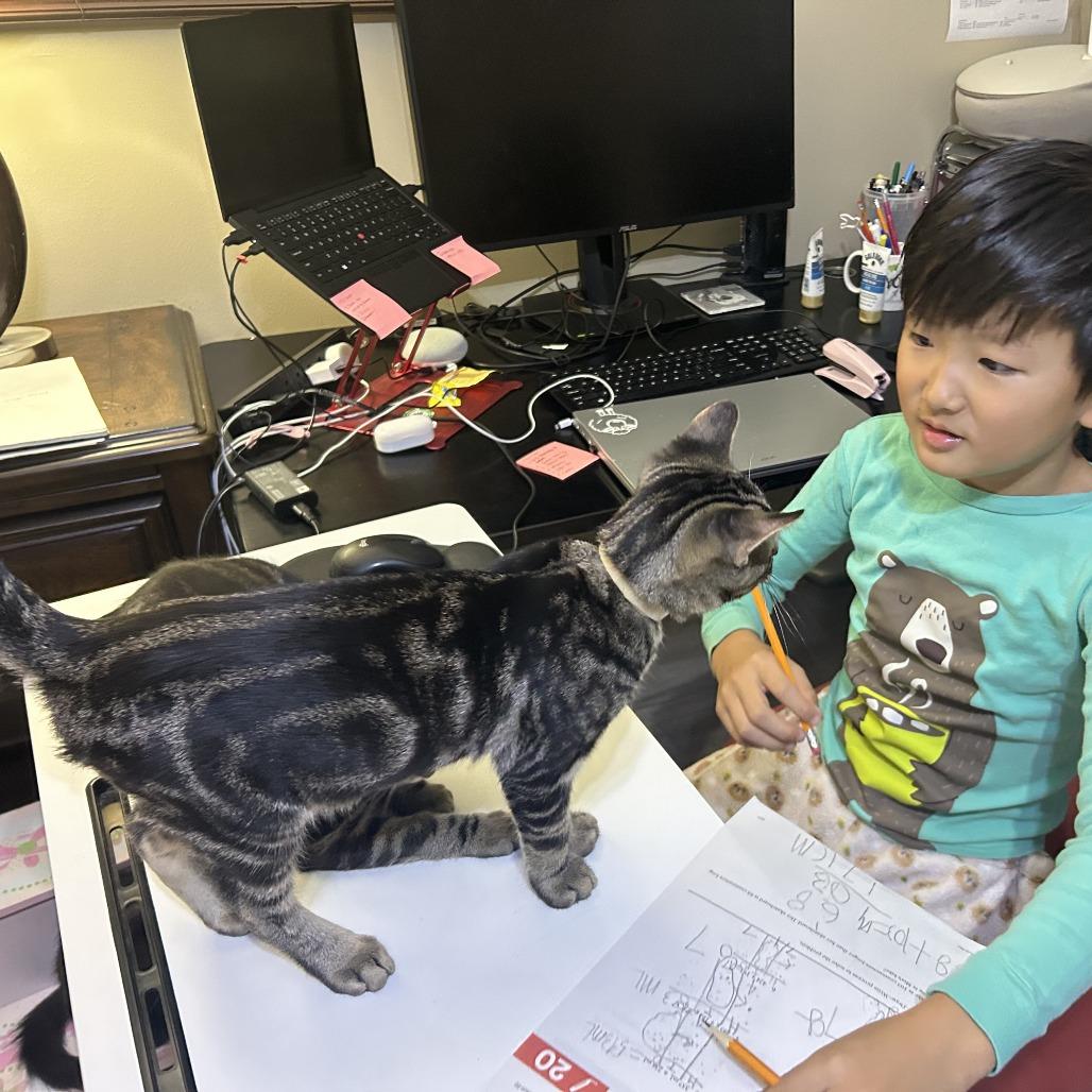 Enlarge Leon, a Adoptable Domestic Short Hair in Wheeling, IL image 2/6