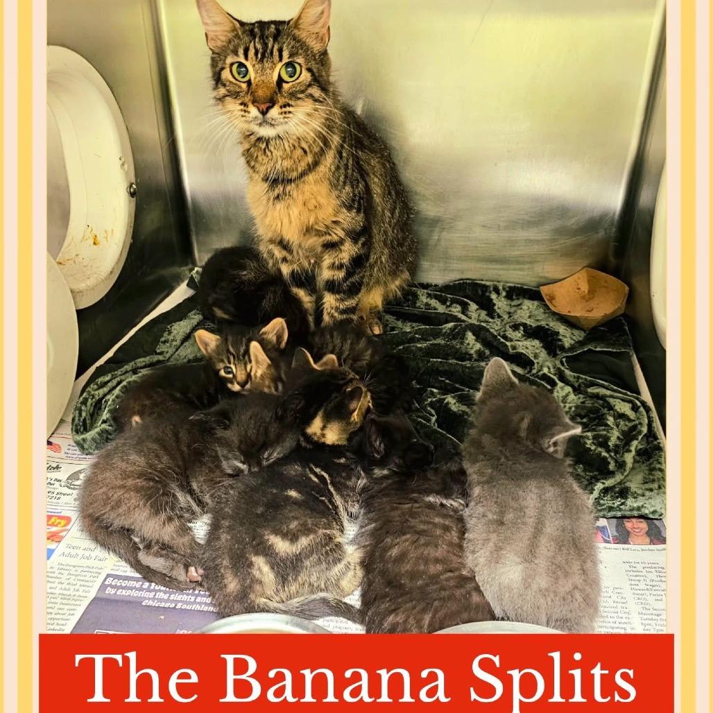 Enlarge Leon, a Adoptable Domestic Short Hair in Wheeling, IL image 3/6