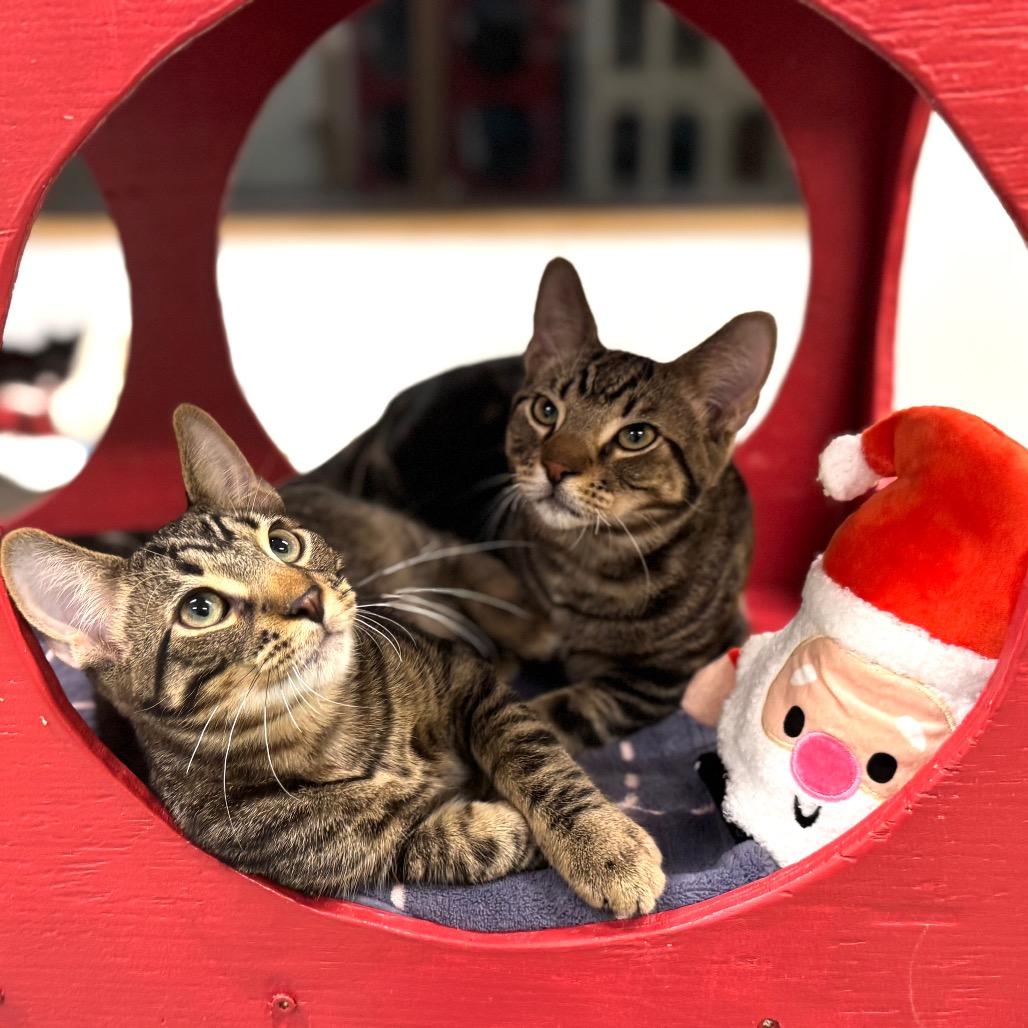 Enlarge Leon, a Adoptable Domestic Short Hair in Wheeling, IL image 4/6