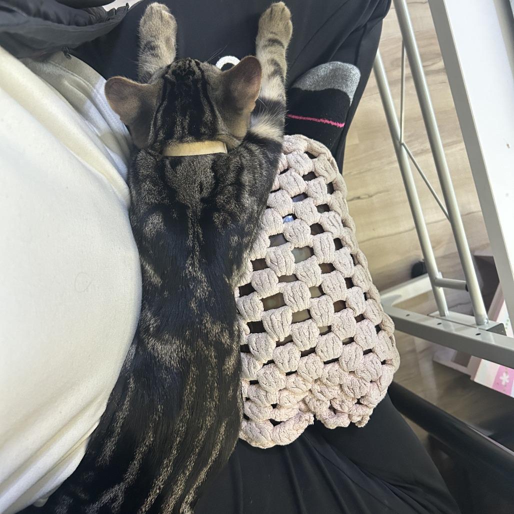 Enlarge Leon, a Adoptable Domestic Short Hair in Wheeling, IL image 5/6