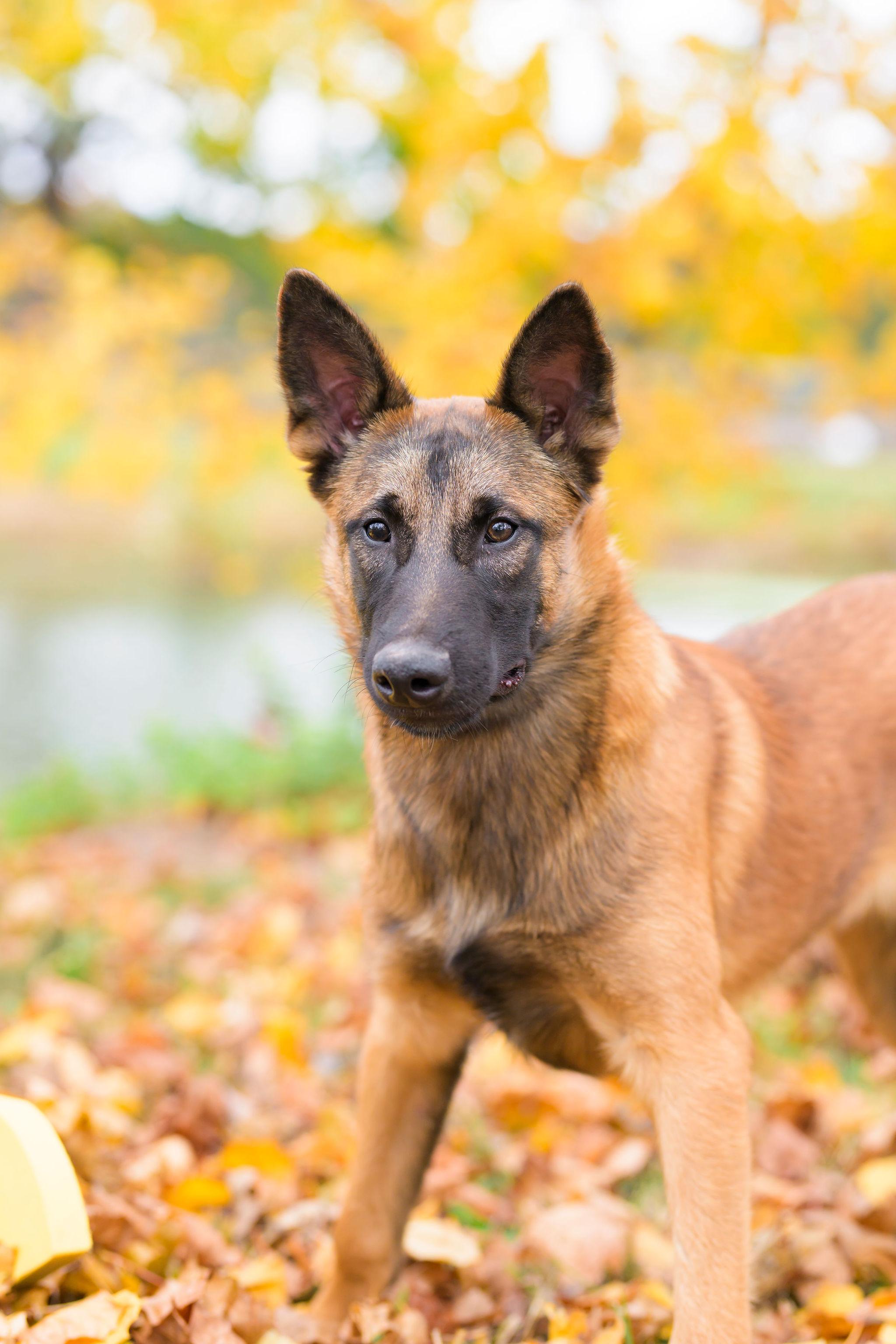 Enlarge Dodger, a Adoptable Belgian Shepherd / Malinois in Ewing, NJ image 1/6