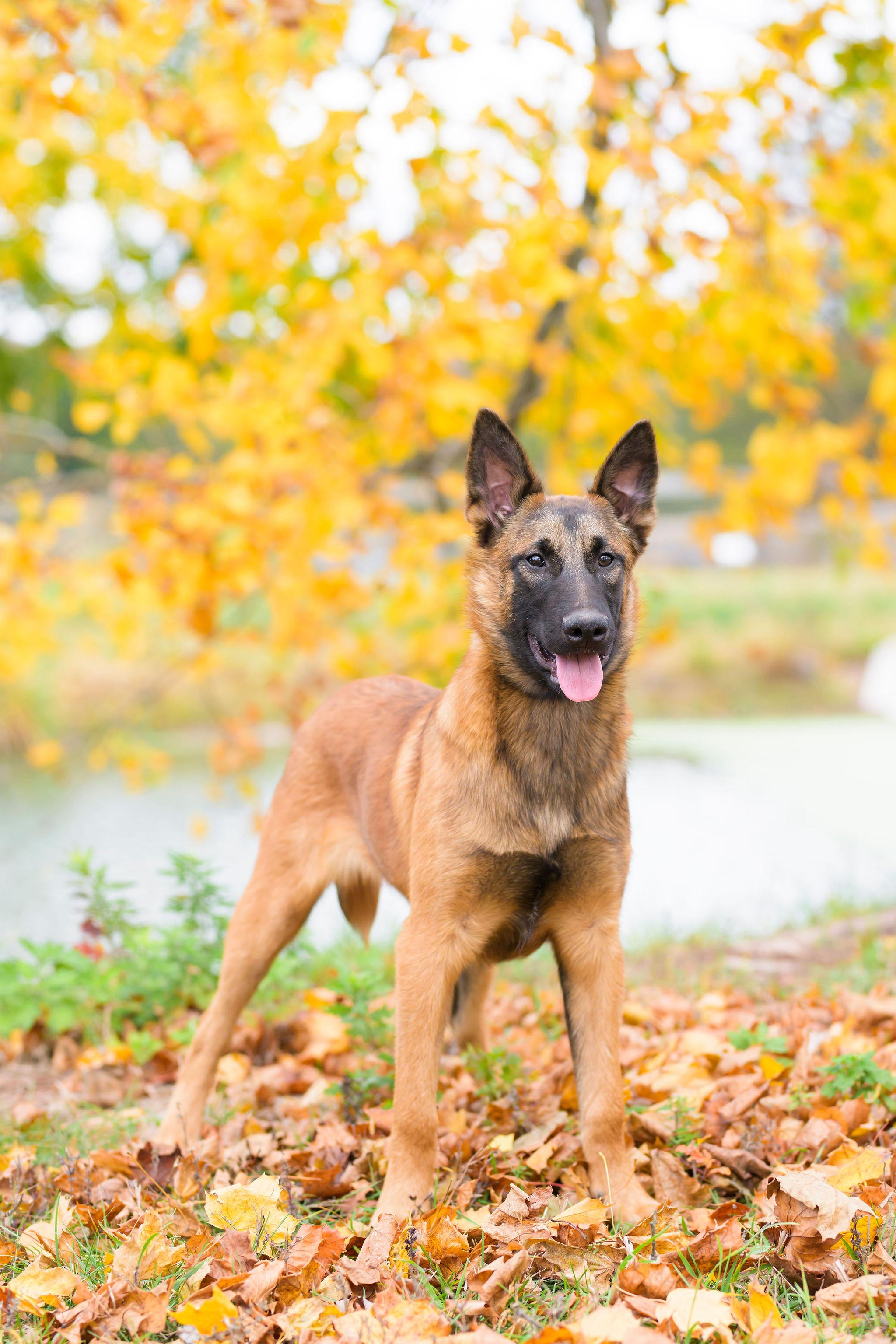 Enlarge Dodger, a Adoptable Belgian Shepherd / Malinois in Ewing, NJ image 2/6