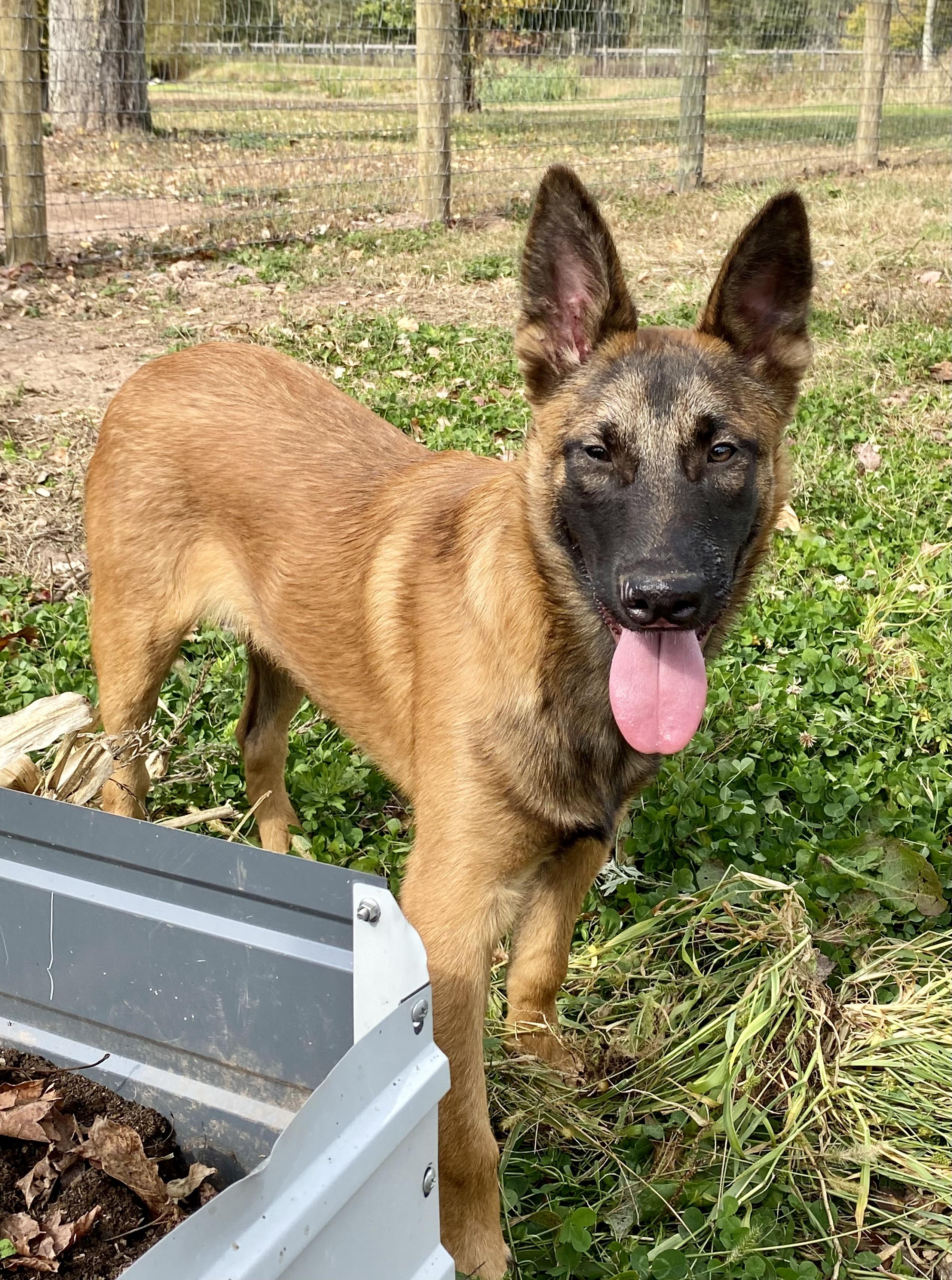 Enlarge Dodger, a Adoptable Belgian Shepherd / Malinois in Ewing, NJ image 6/6